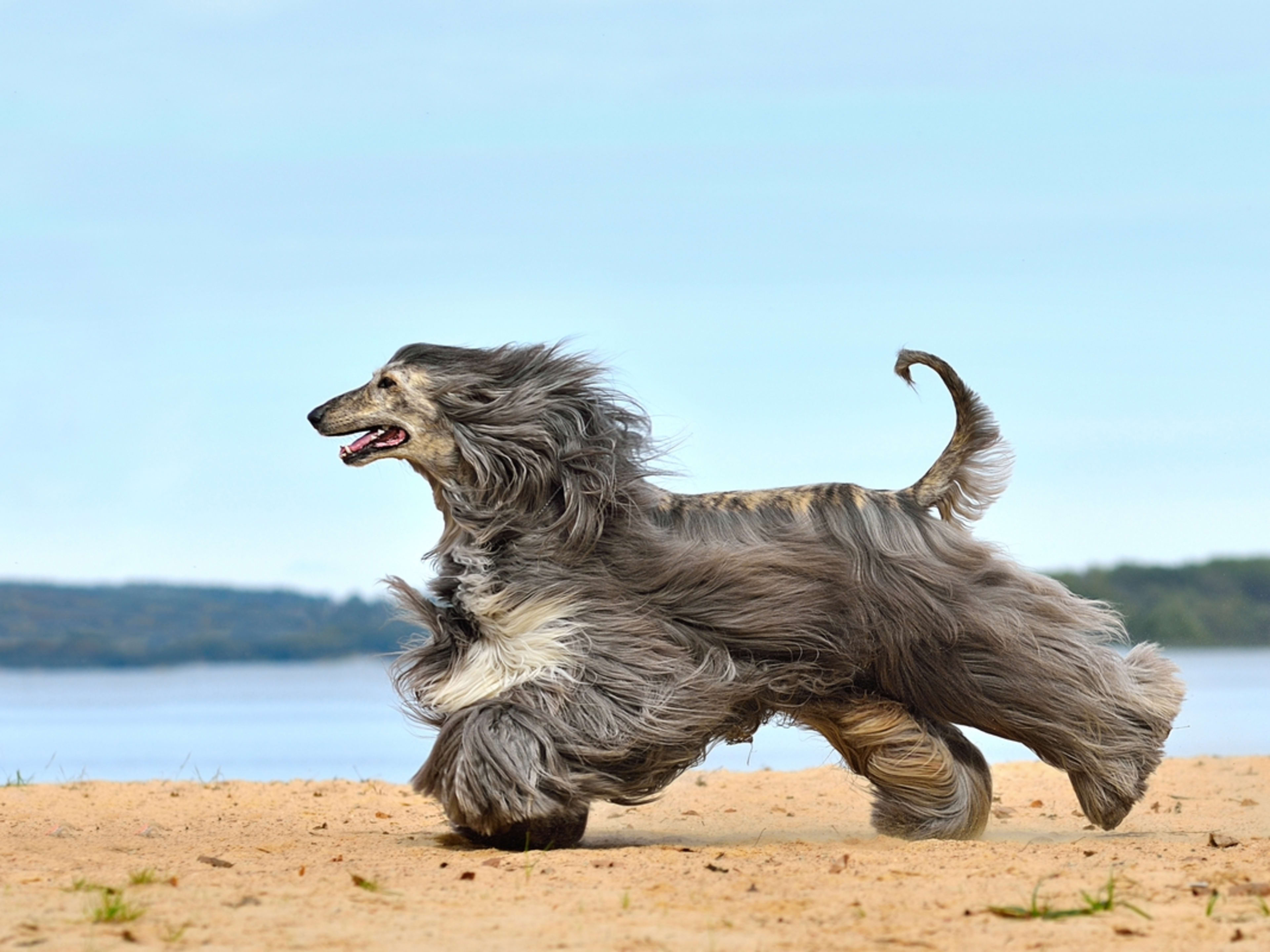 Long haired dog breeds 2025