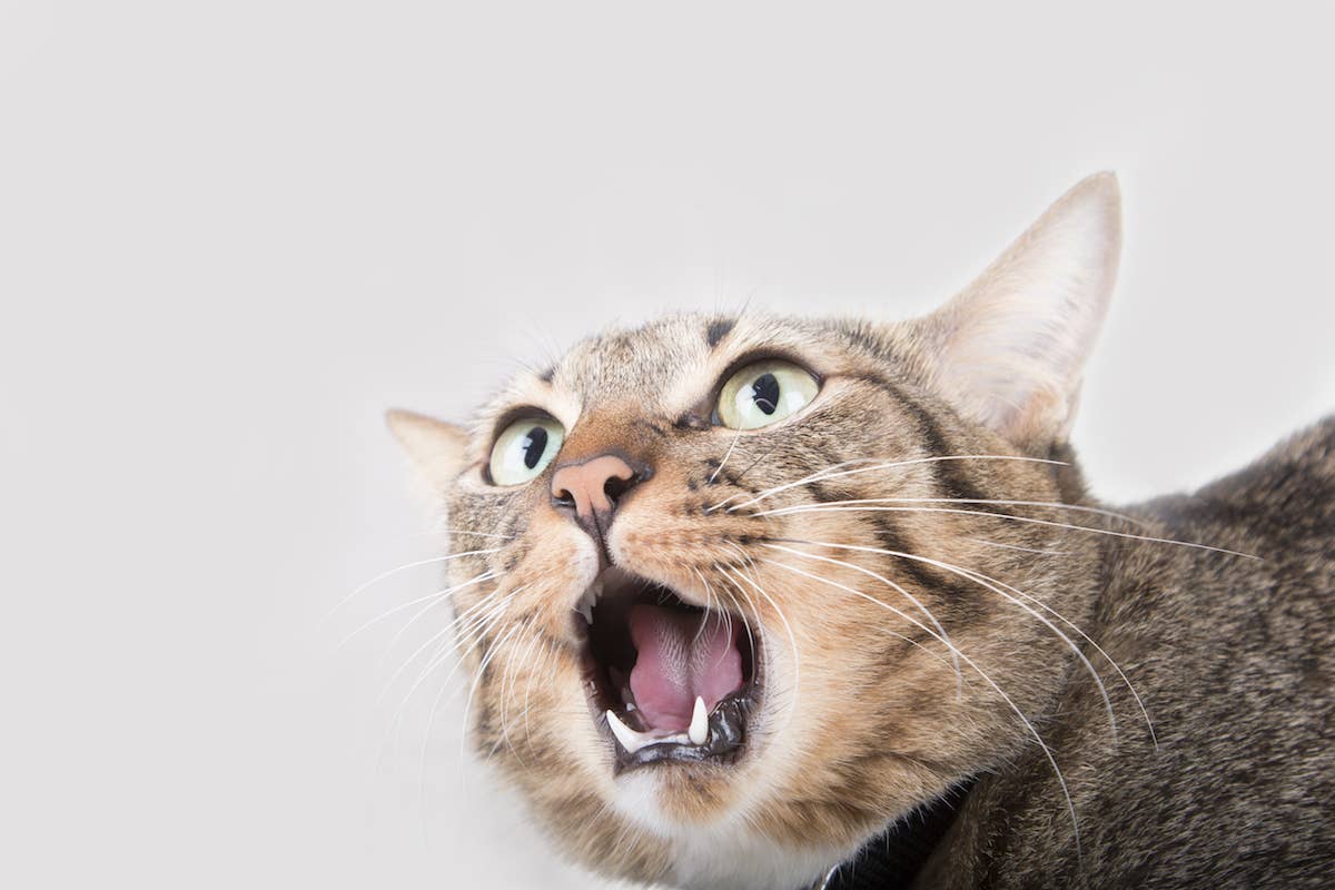 Tabby Cat's Hilariously Scandalous Grooming Session Needs a NSFW Warning
