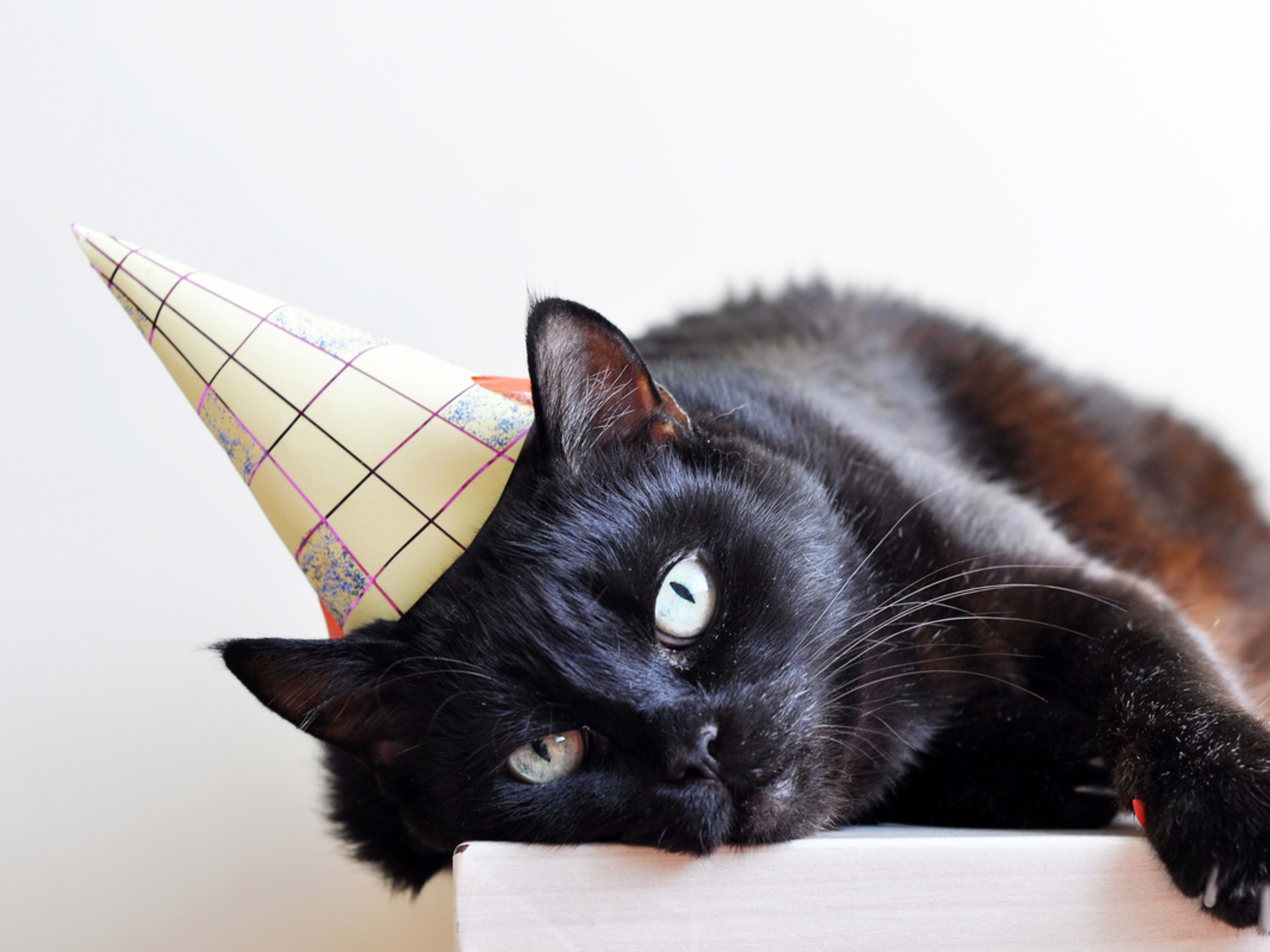おすすめネット Black Cat Birthday Special in Help' For 'Crying Quietly 小物