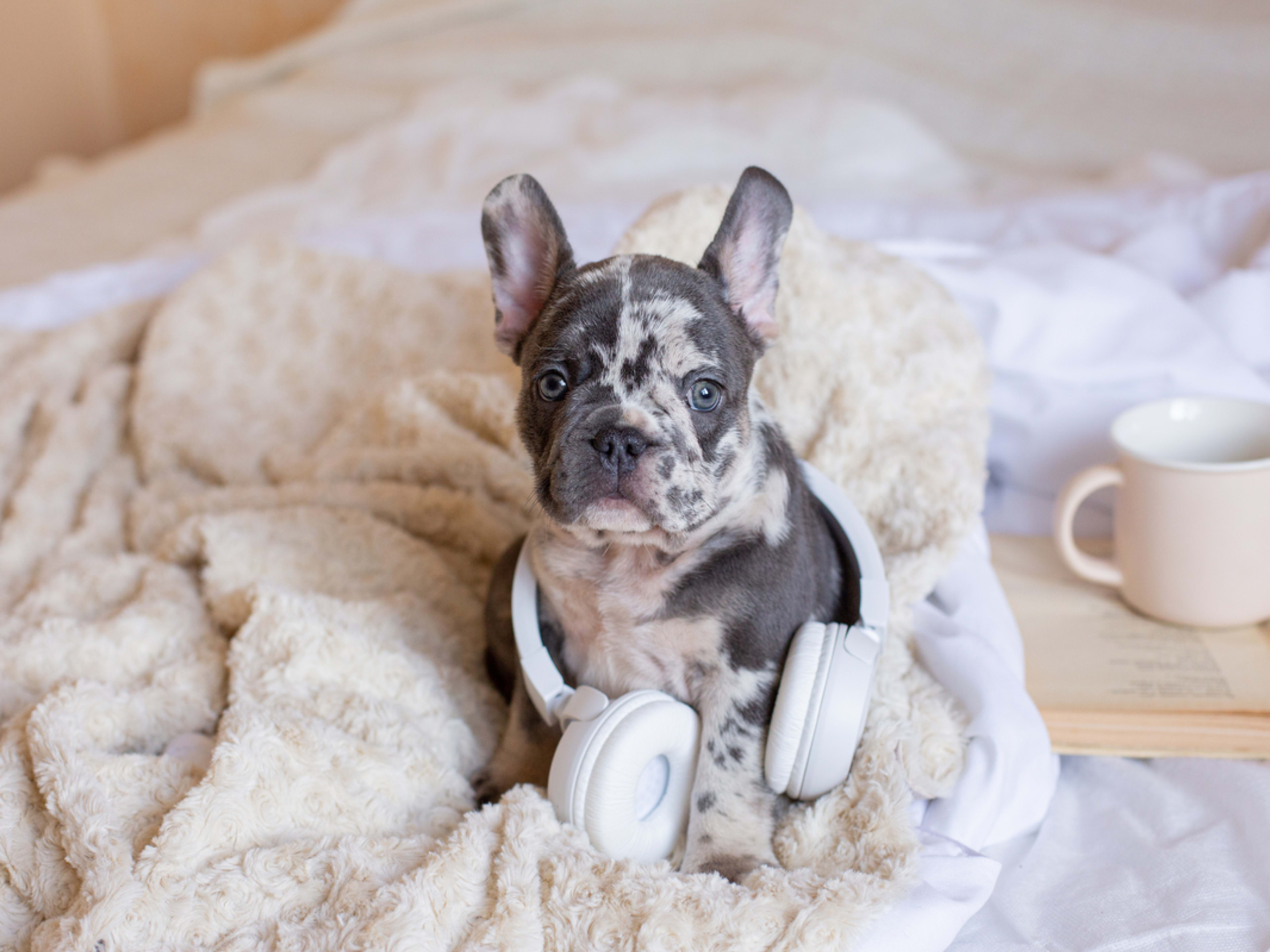 frenchbulldogぺージ Mr.Z 1:6 Scale French Bulldog Model Animal Dog Figure