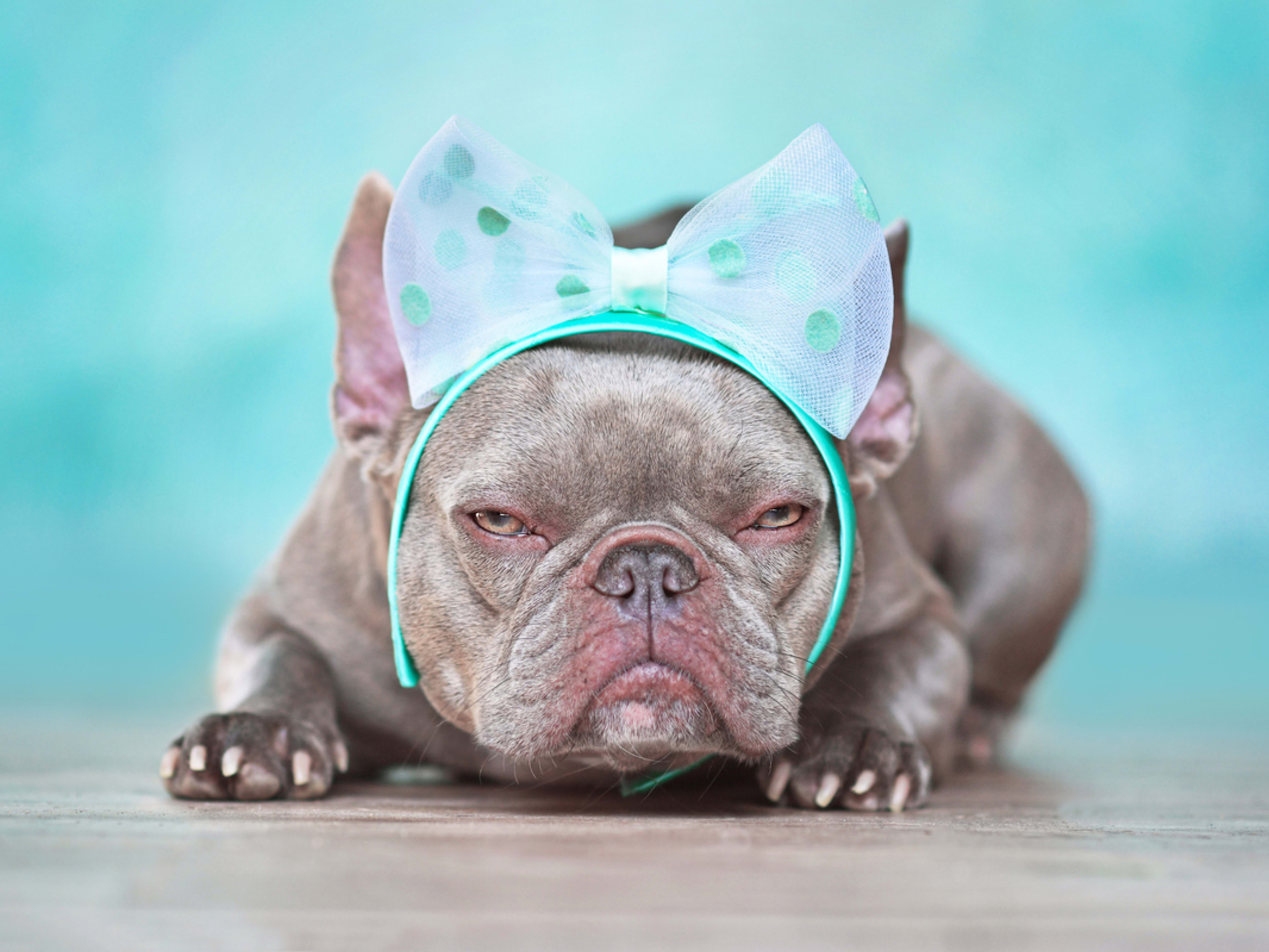 French Bulldog Who 'Doesn't Want to Be Filmed' Is Clearly Not a ...