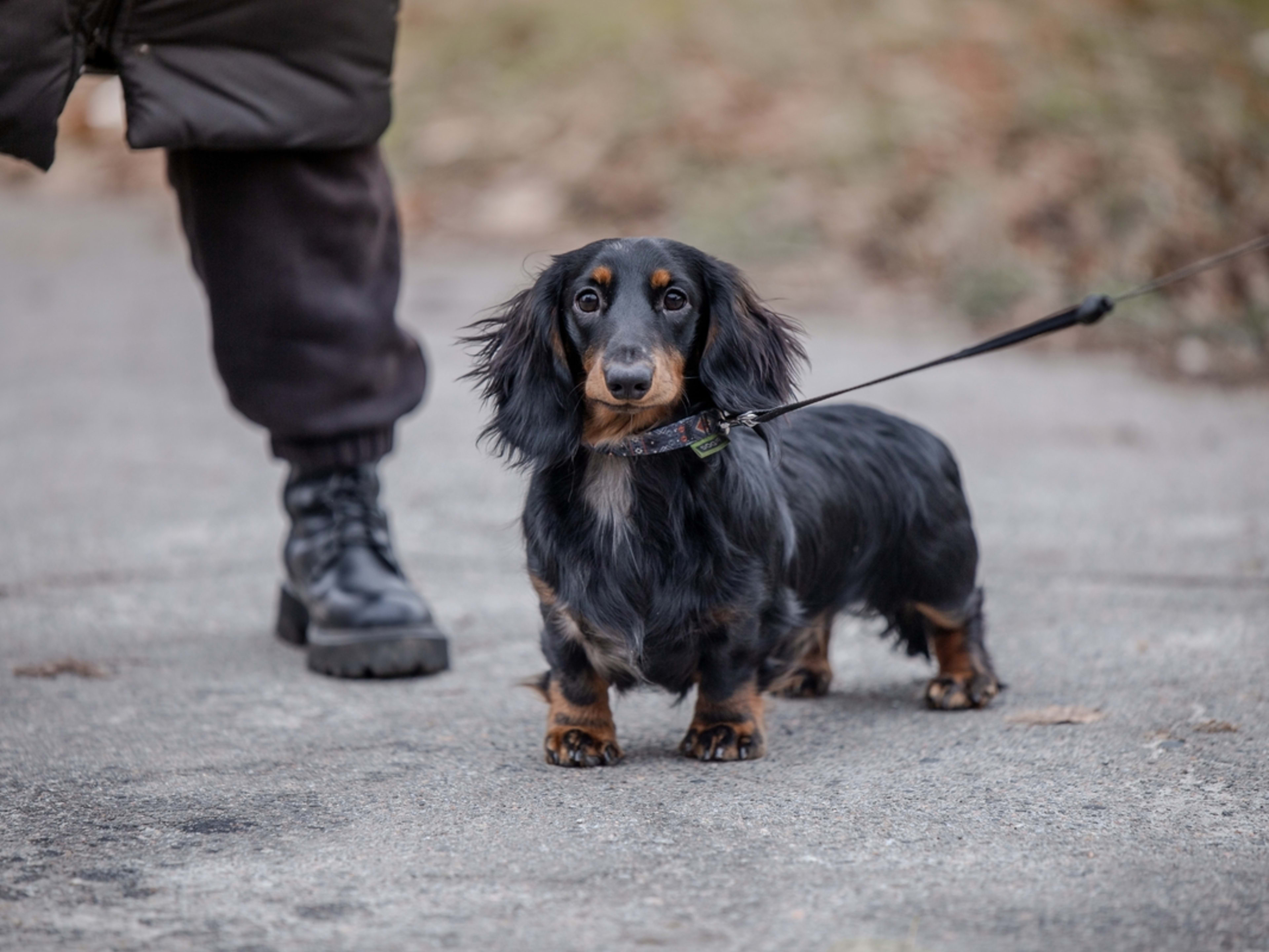 Dachshund Dog Black And Tan Longhair Dachshund Black And Gray Long