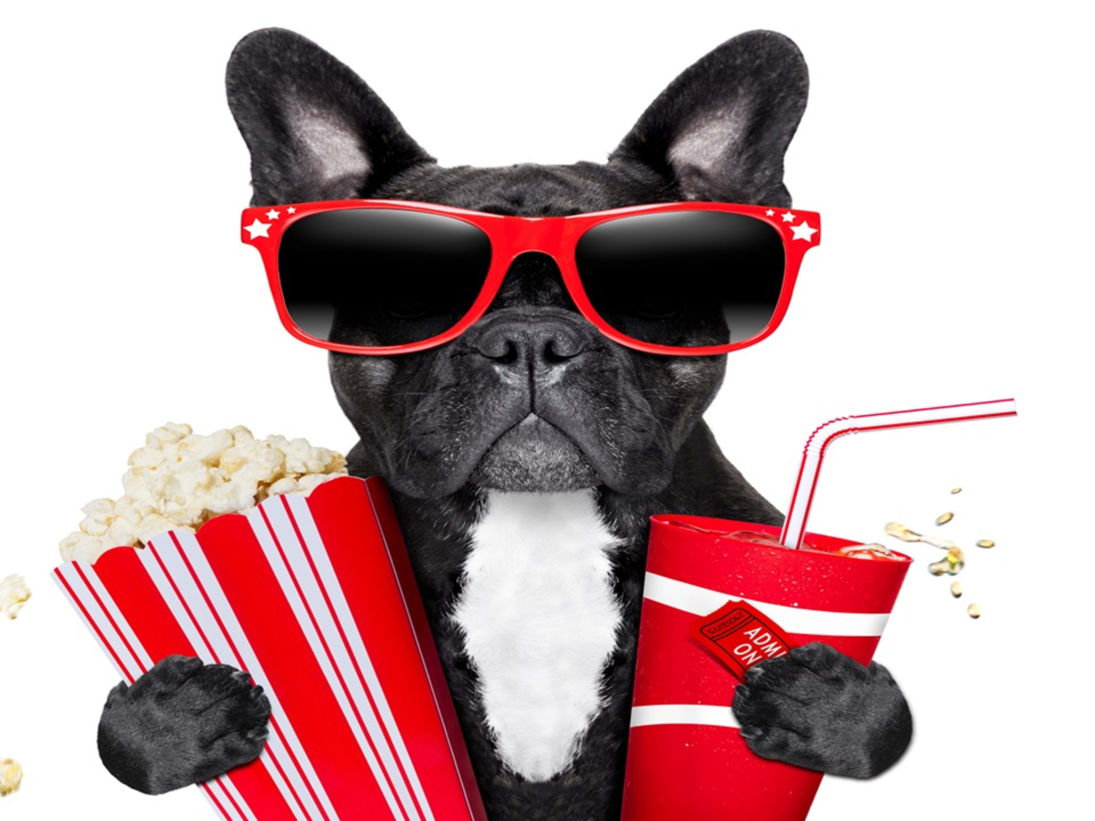 30 Most Popular Movie-Inspired Pet Names 2025 - Parade Pets