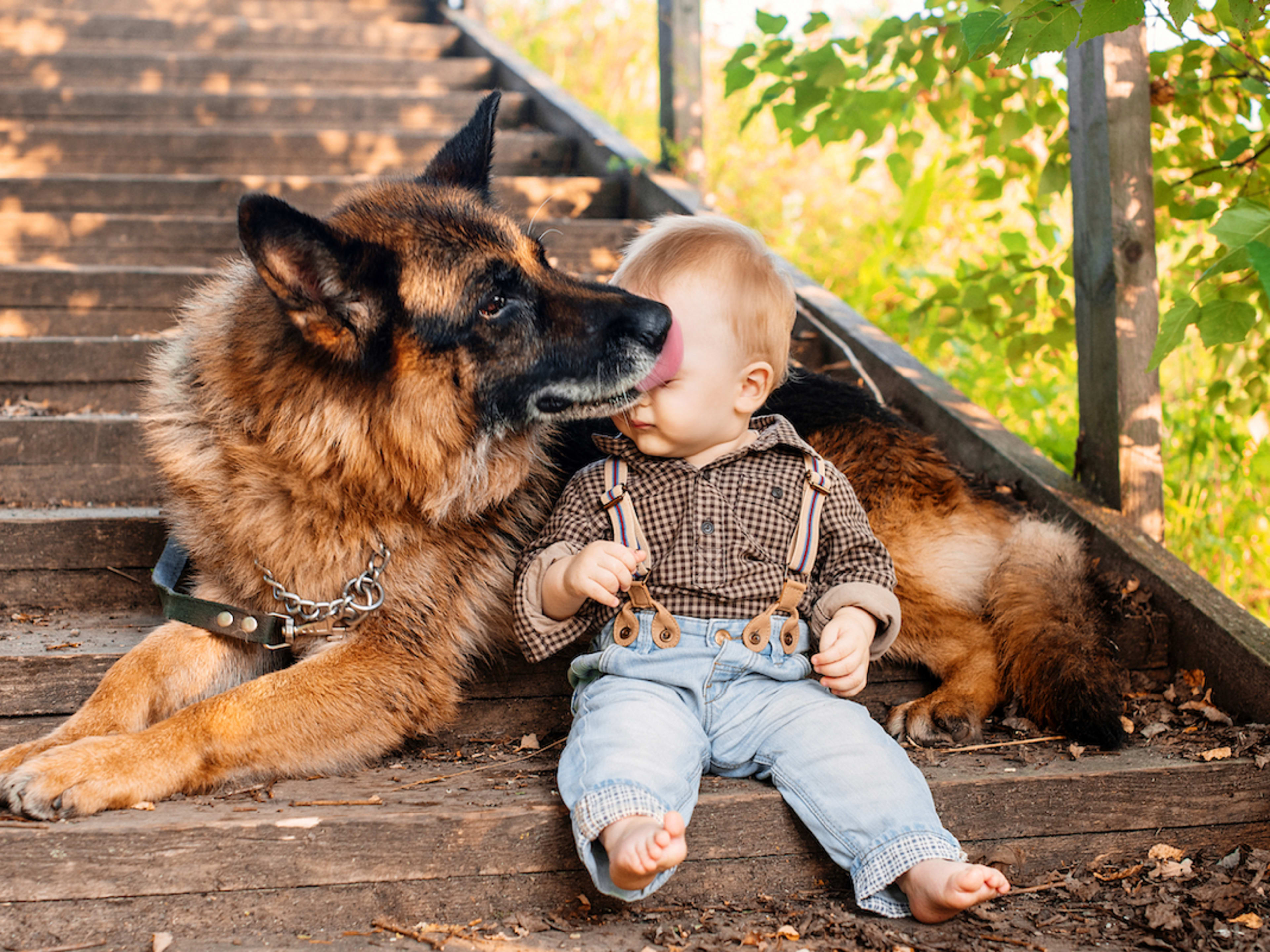 German Shepherd's Zoomies End with the Sweetest Surprise for Human Baby -  Parade Pets