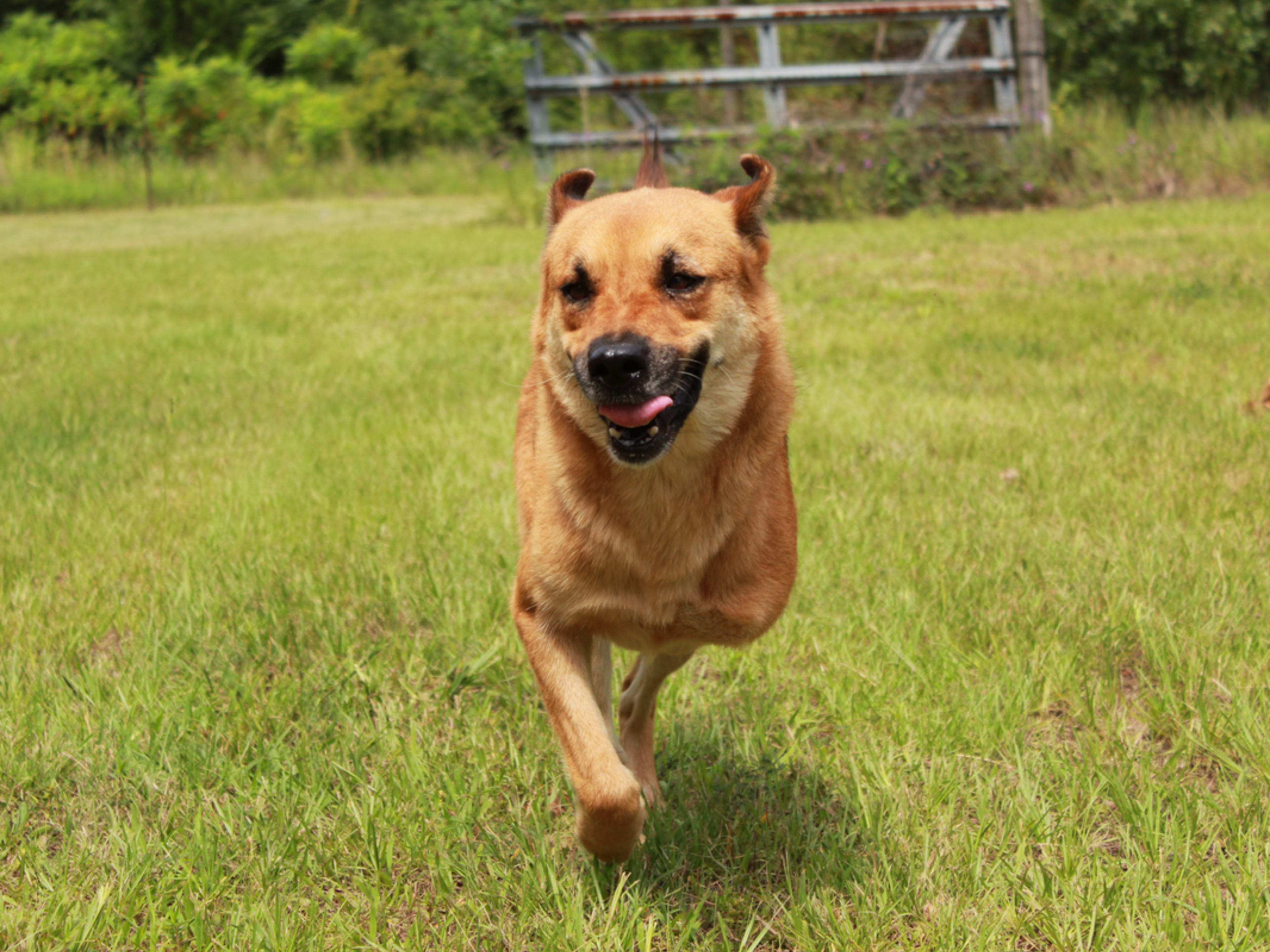 Tripod Dog Running Free Is an Instant Boost of Sunshine Parade Pets