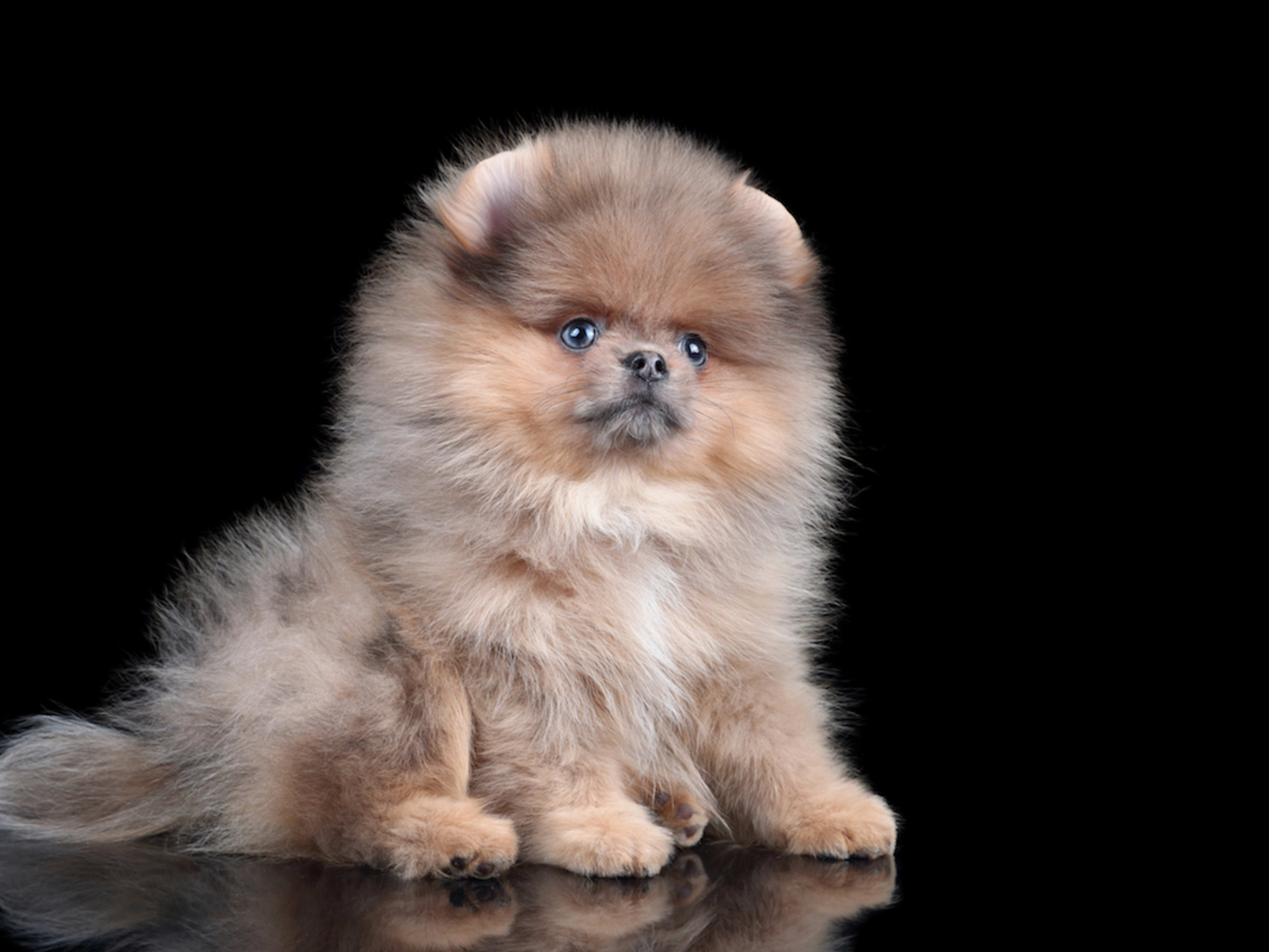 Hot dog pet puppy pomeranian Store