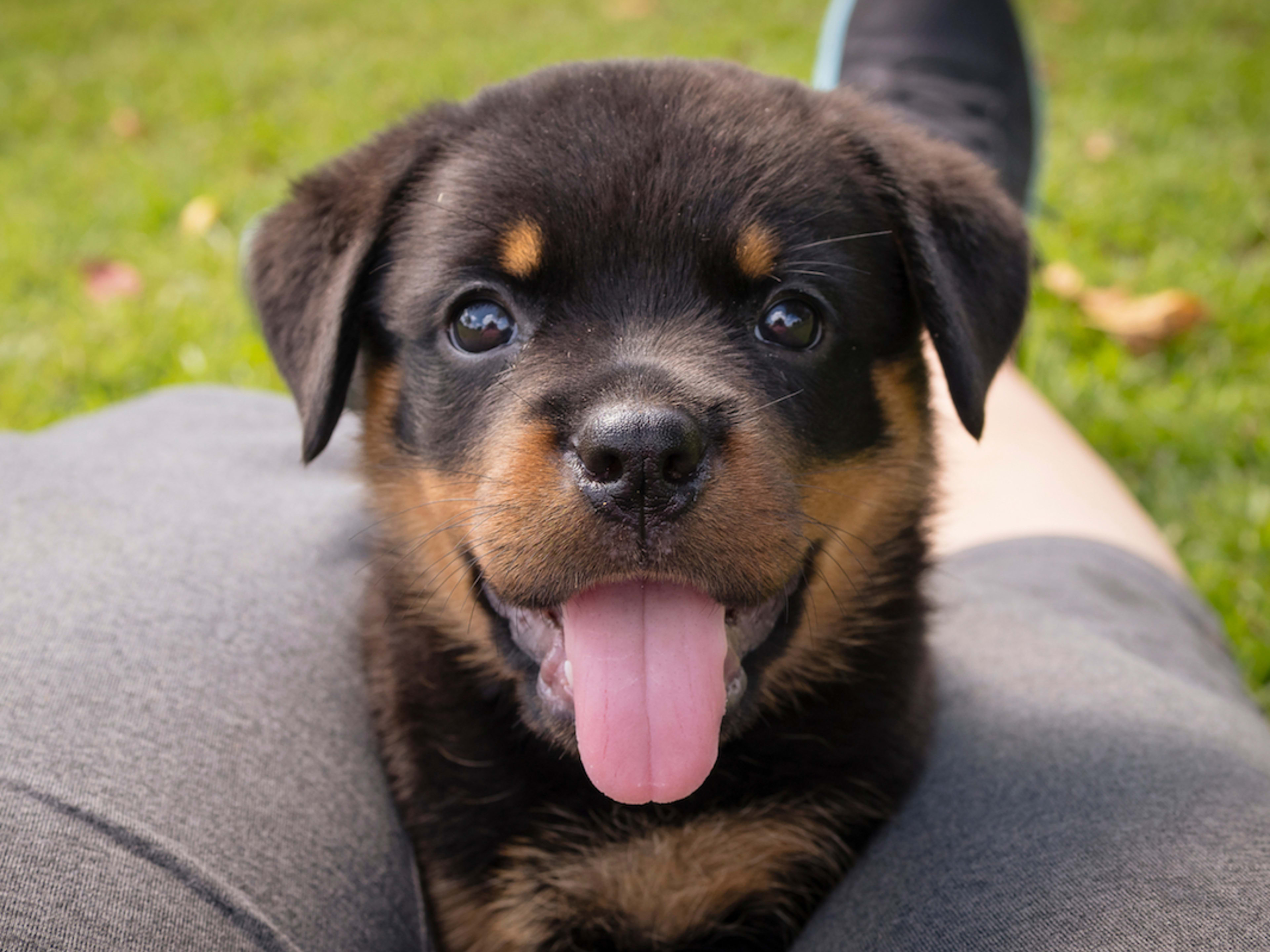 Golden Retriever Yorkie Rottweiler Mix For Sale Retriever And