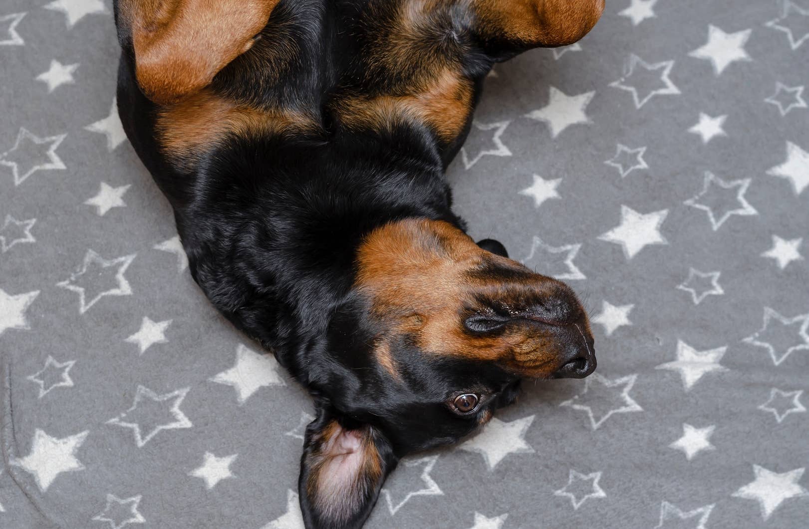 Rare Rottweiler-Basset Hound Mix Is Charming Everyone with His Short ...