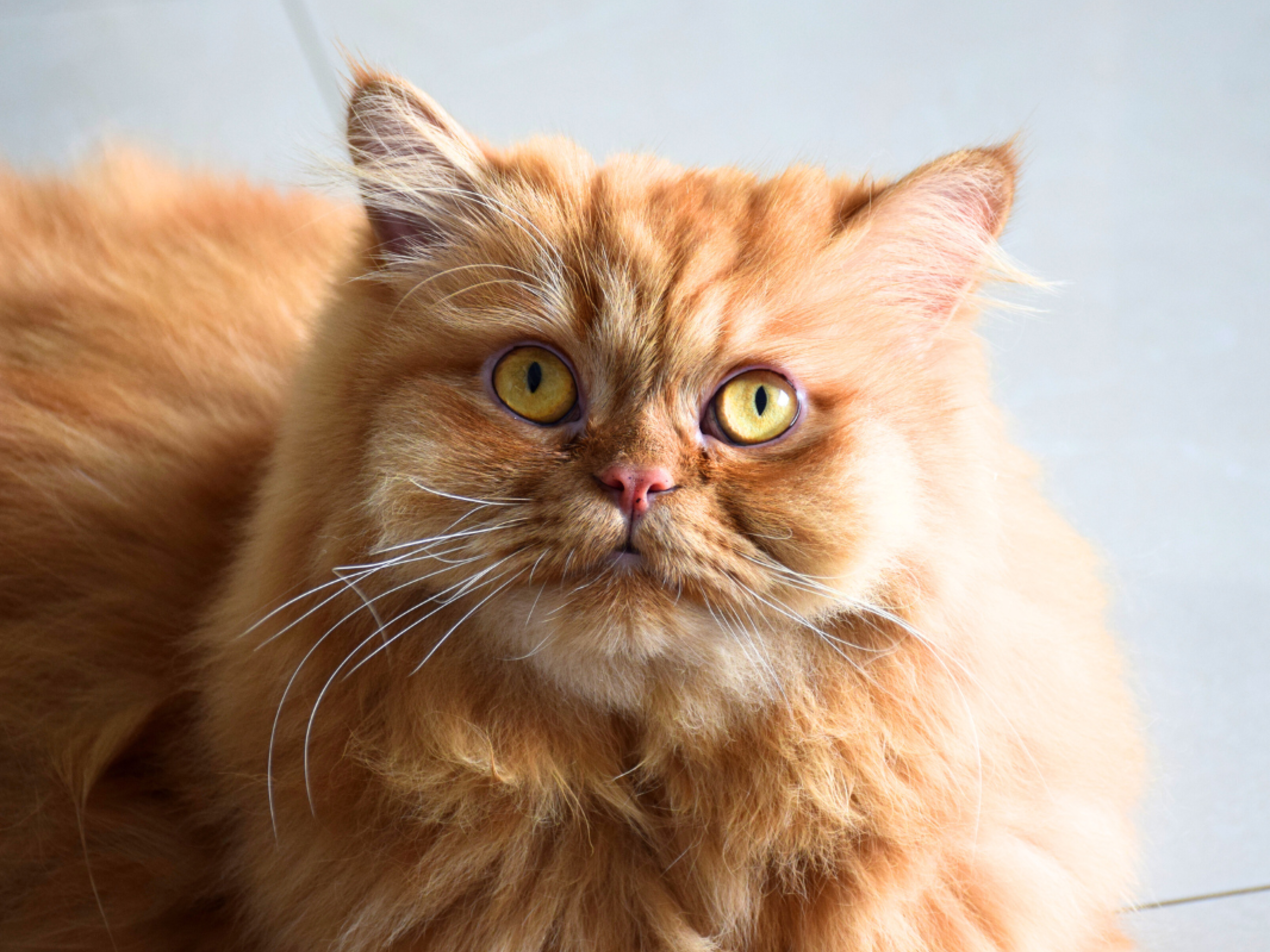 Best persian cat with orange eyes 2025