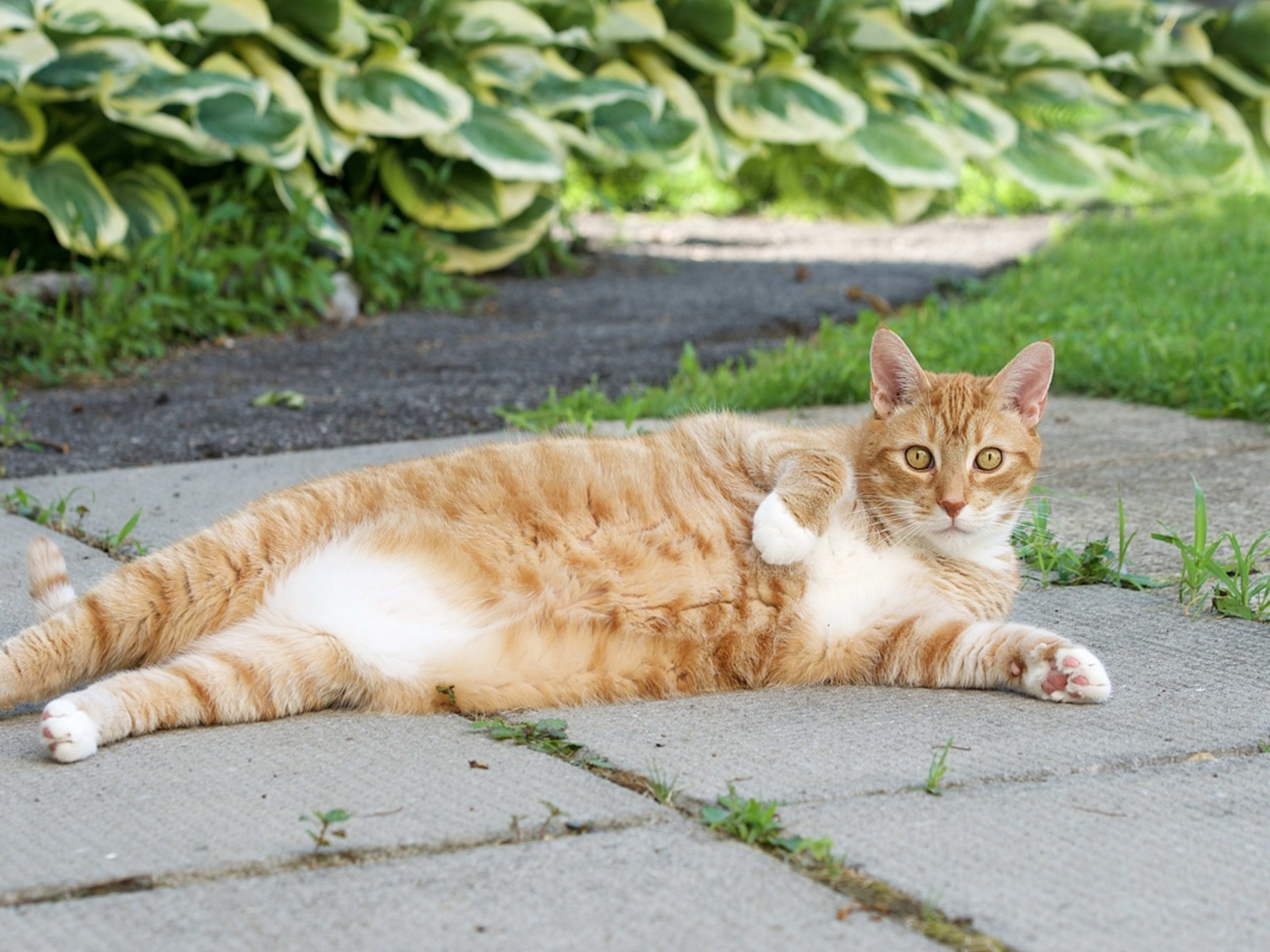 An Orange cat lays on the sidewalk while looking at the camera.