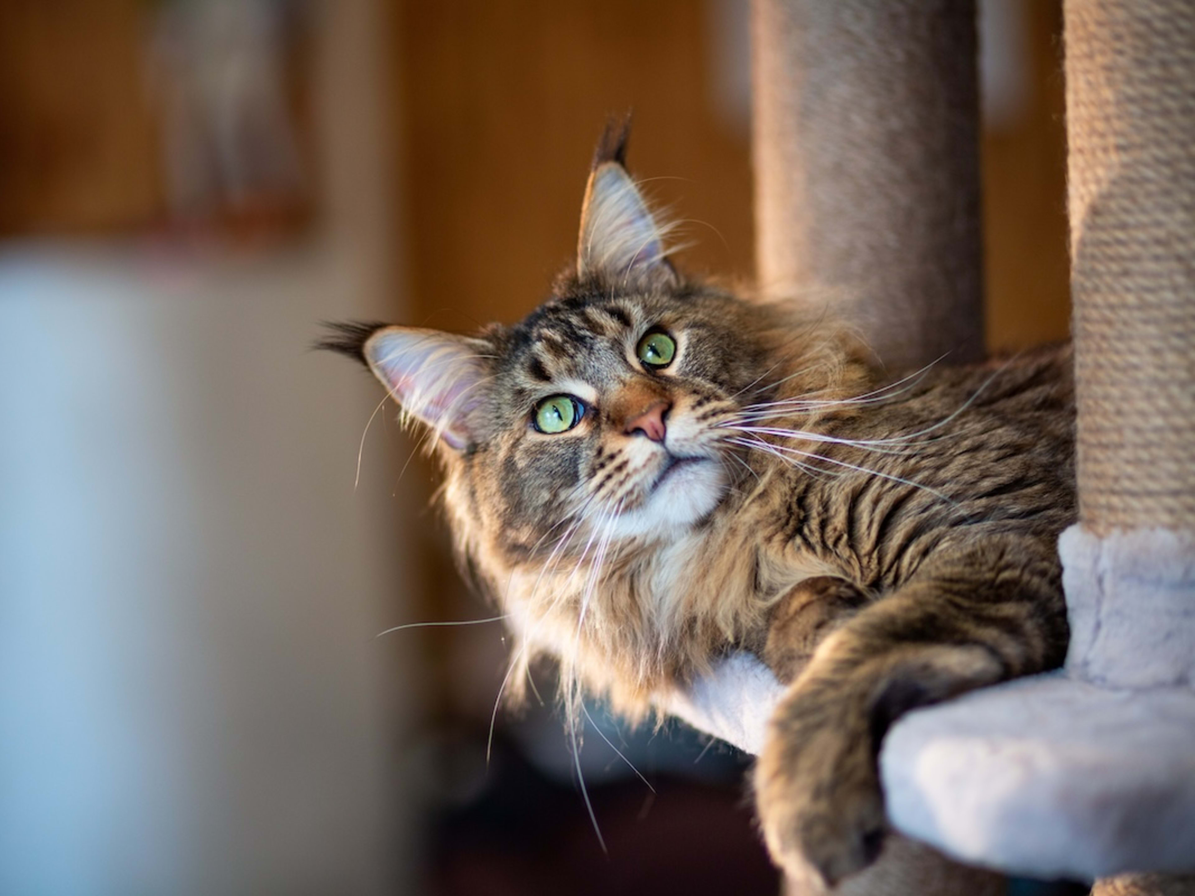 Lynx Mixed With House Cat Maine Coon Exotic Large Cat Breeds Cat