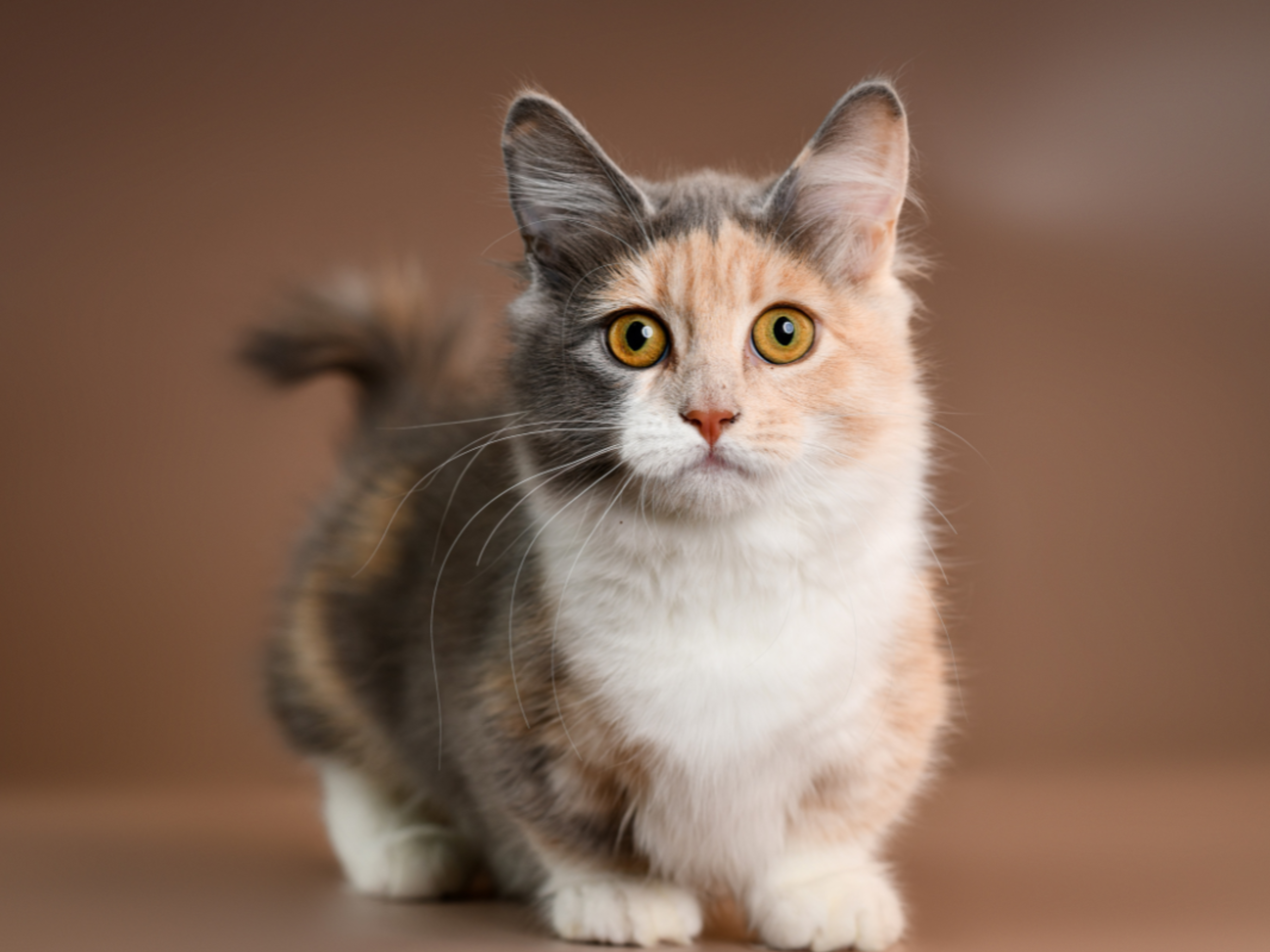 Cat Breeds Munchkin: Adorable Low-Riding Felines