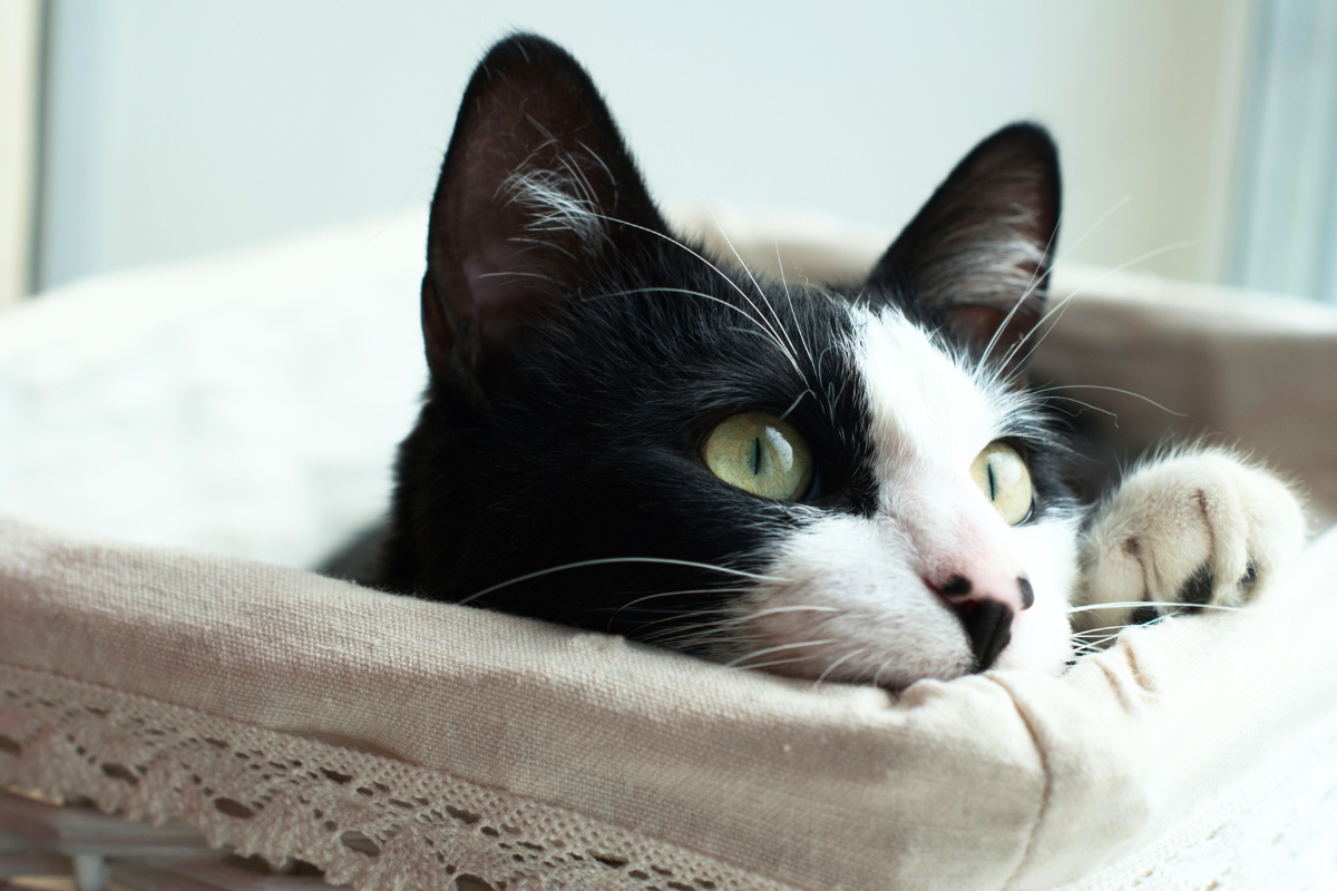 What Breeds Can Be Tuxedo Cats: Stunning Varieties Explained