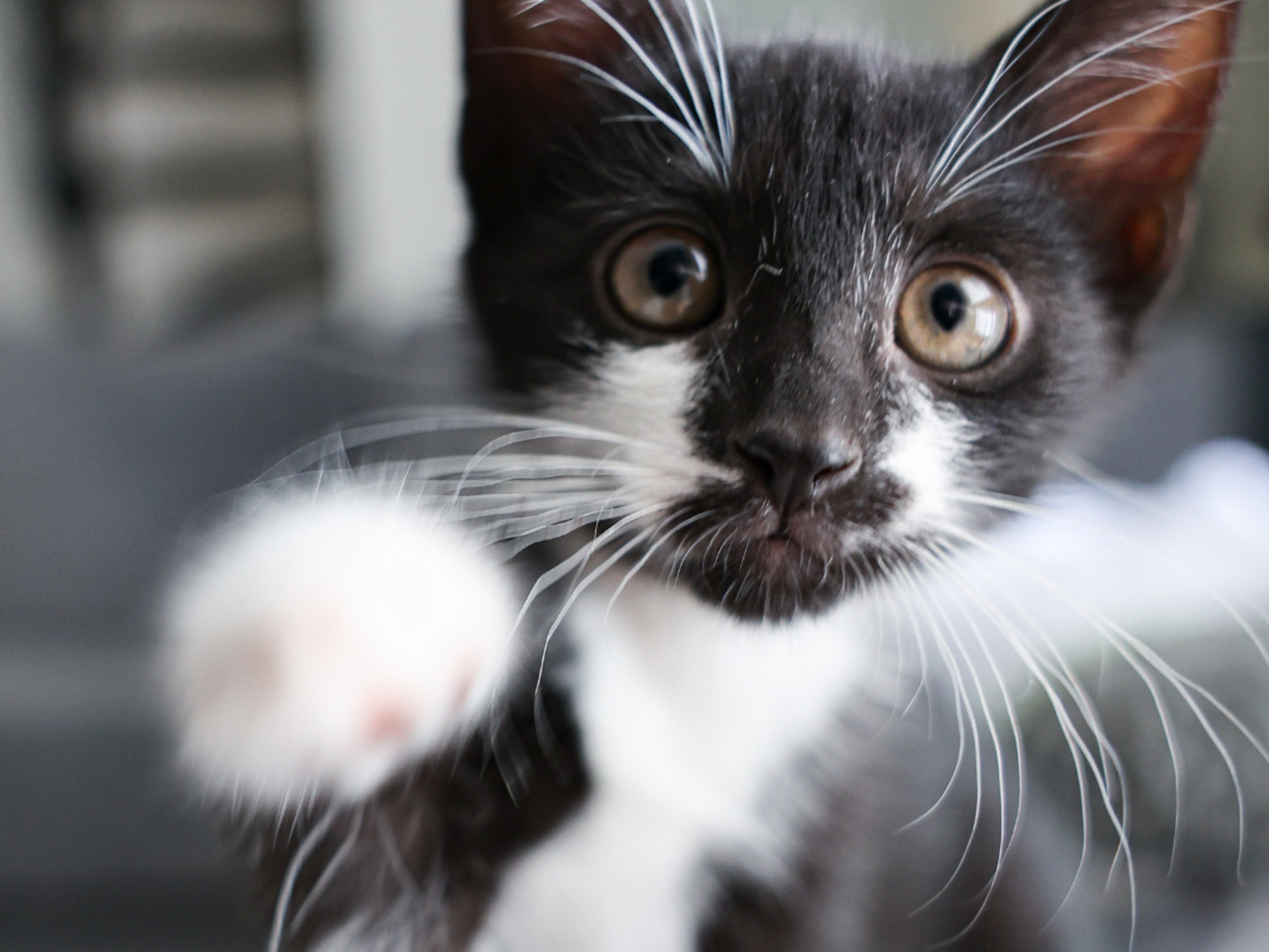 Cat Breeds Tuxedo: Stunning Facts About These Elegant Cats