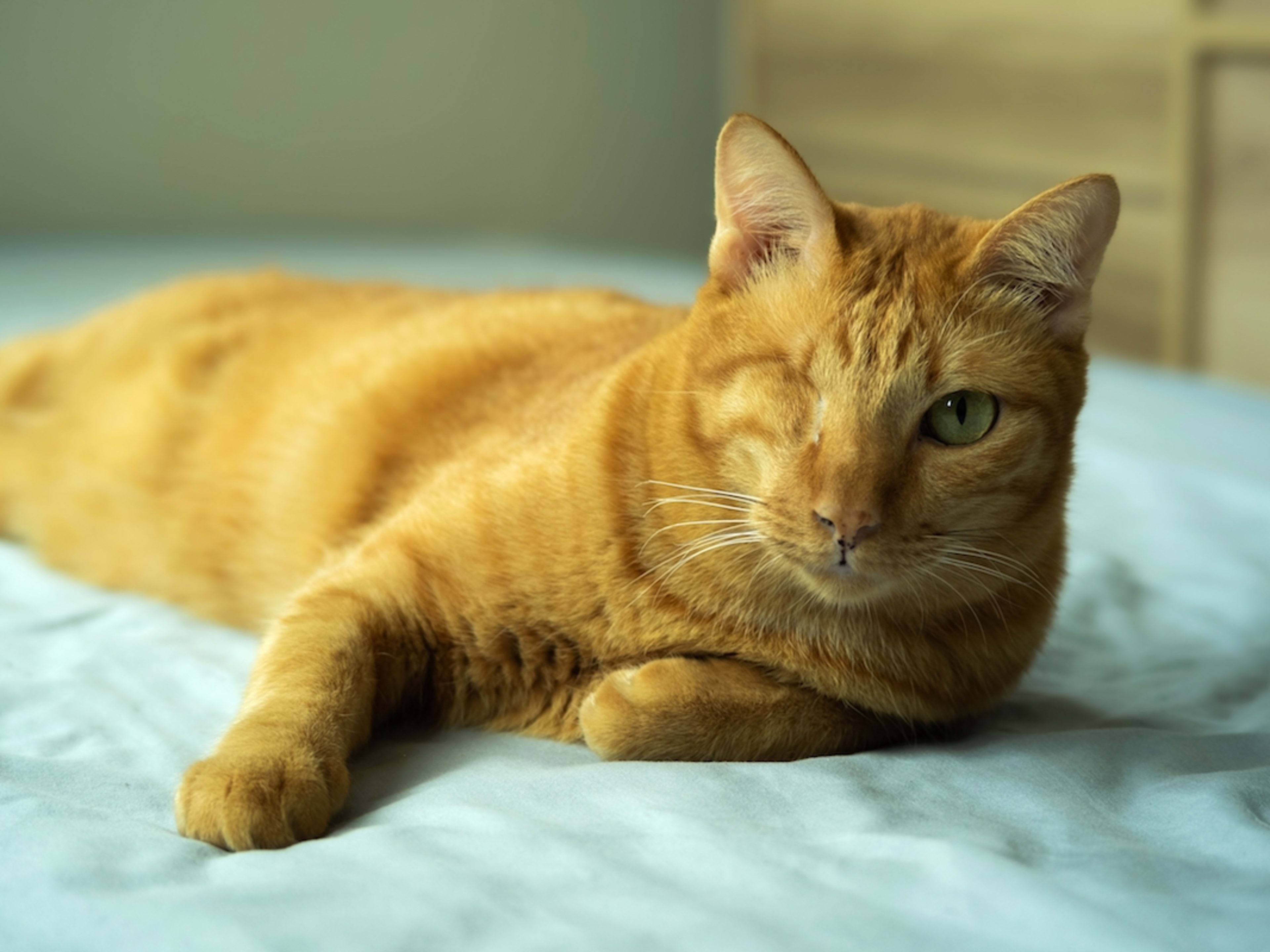 One eye orange cat.
