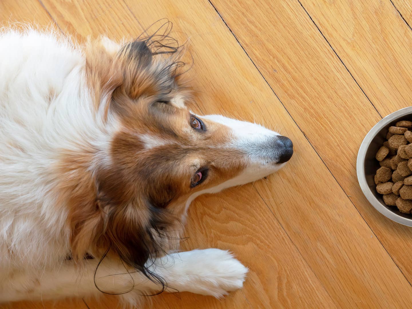 Target's 'Kibble Sauce' Makes a Dog's Kibble Way More Exciting - Parade ...