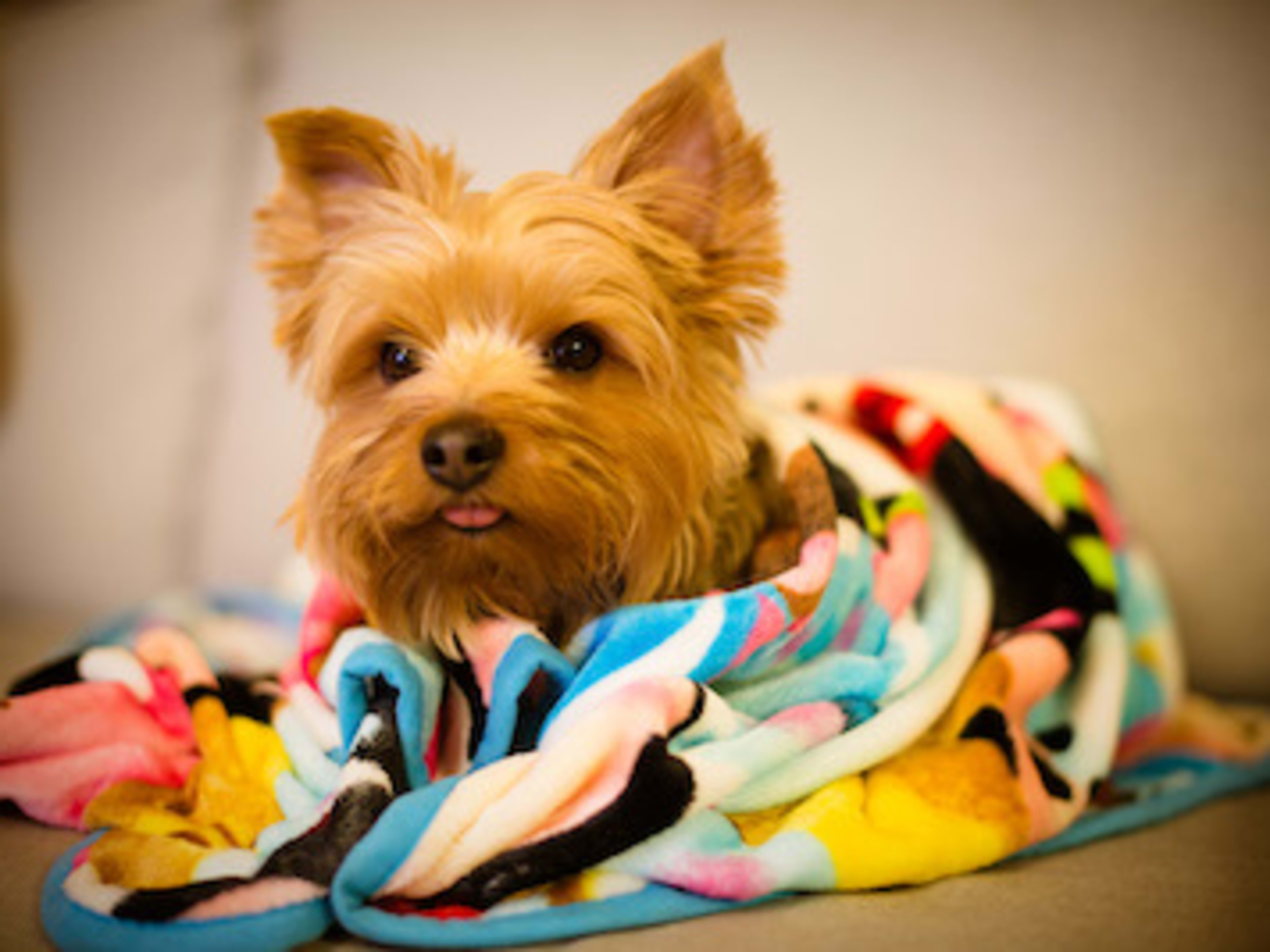 Why Is My Dog Stumbling And Leaning To The Side paradepets.com