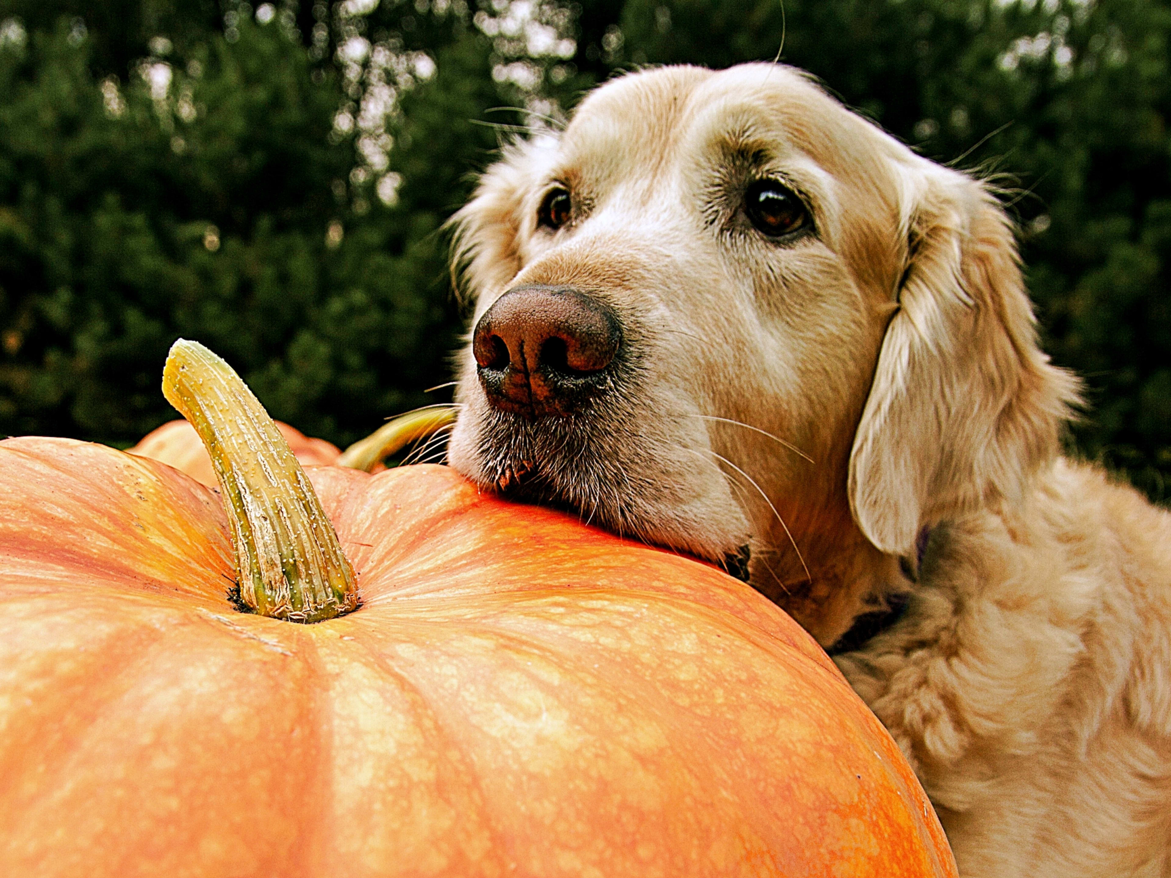 how much pumpkin should i feed my dog