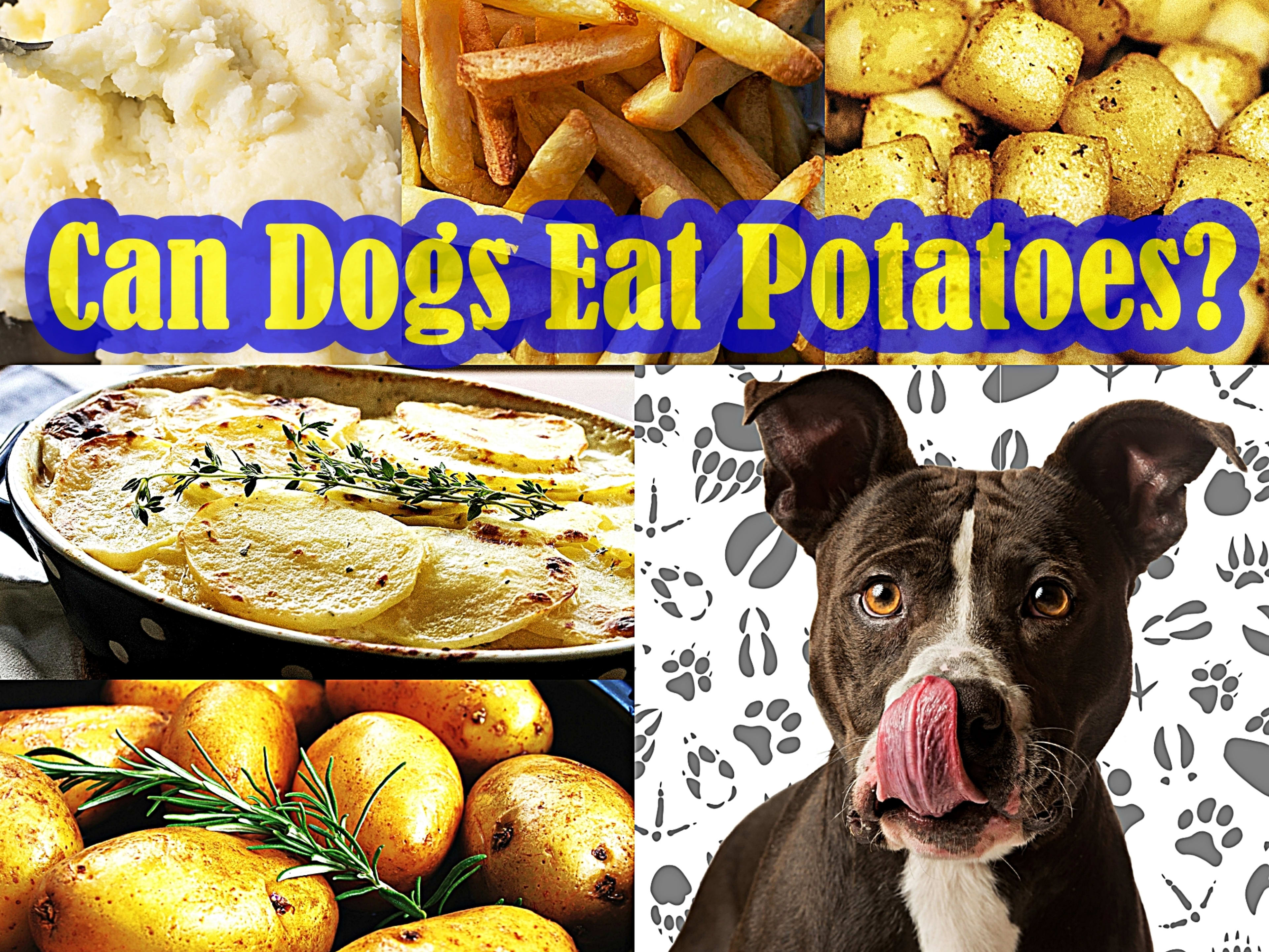 Raw Potato Skins Are Potatoes Good For Dogs Raw Potato Good For