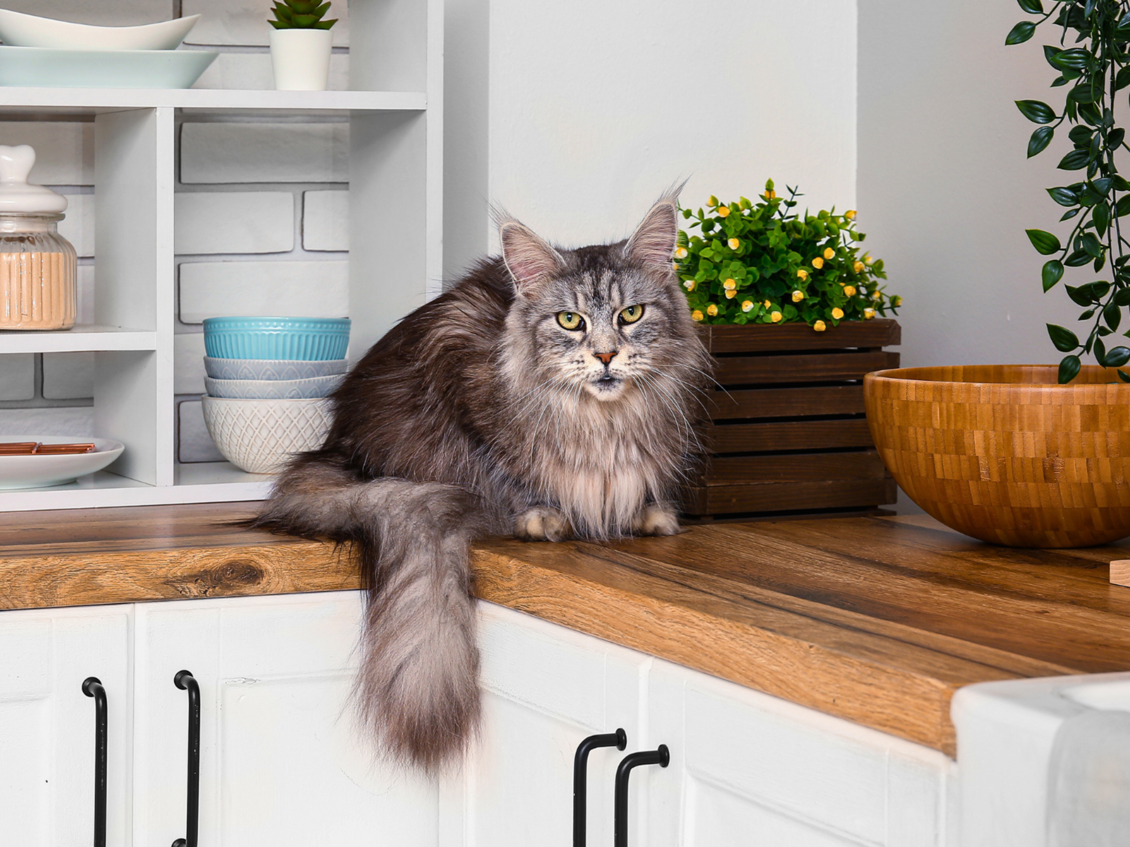 how to train a cat to stop jumping on counters