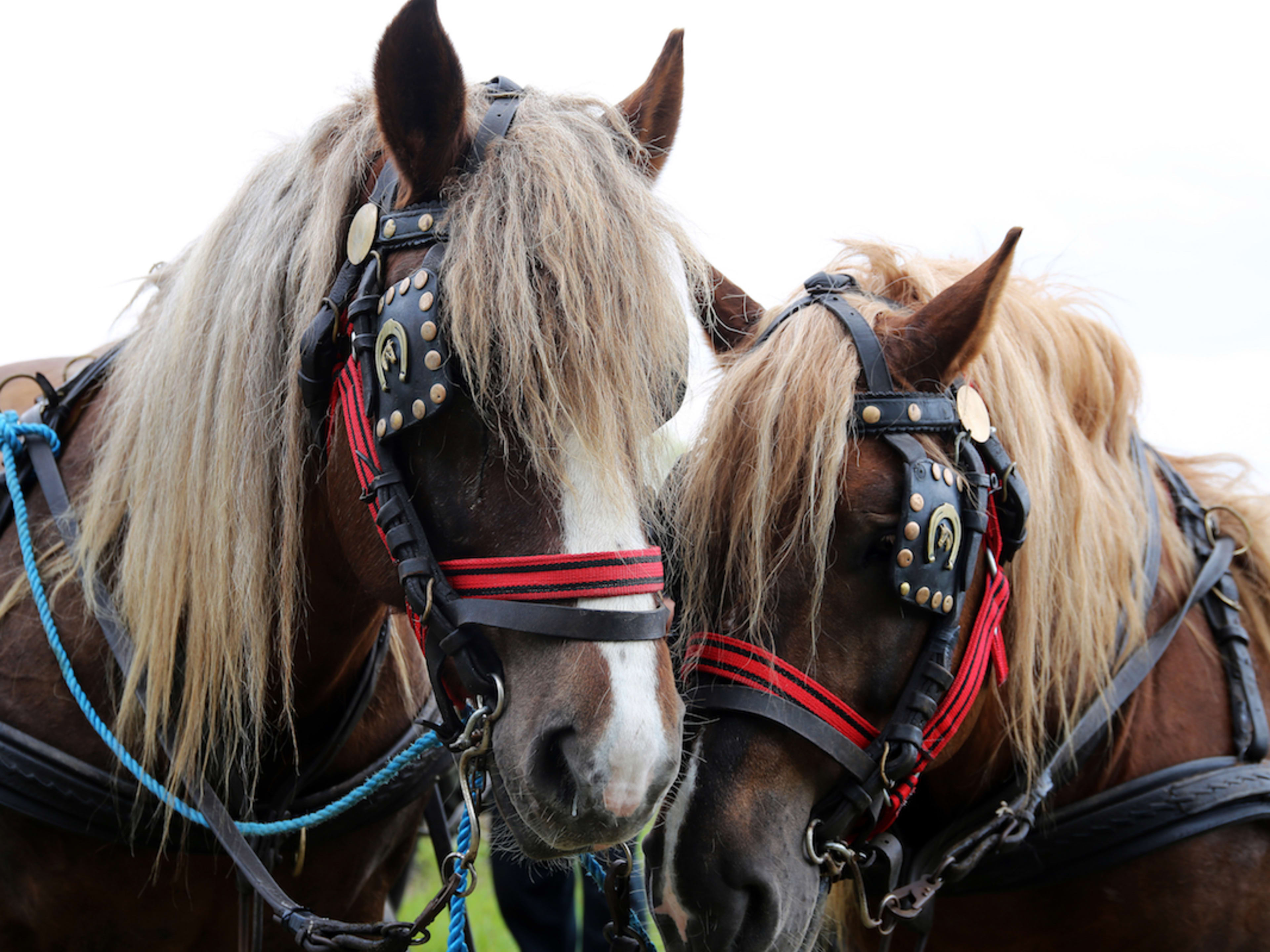 Young Clydesdale Foal Starring in Budweiser's Super Bowl 2025 Ad Has Everyone Obsessed