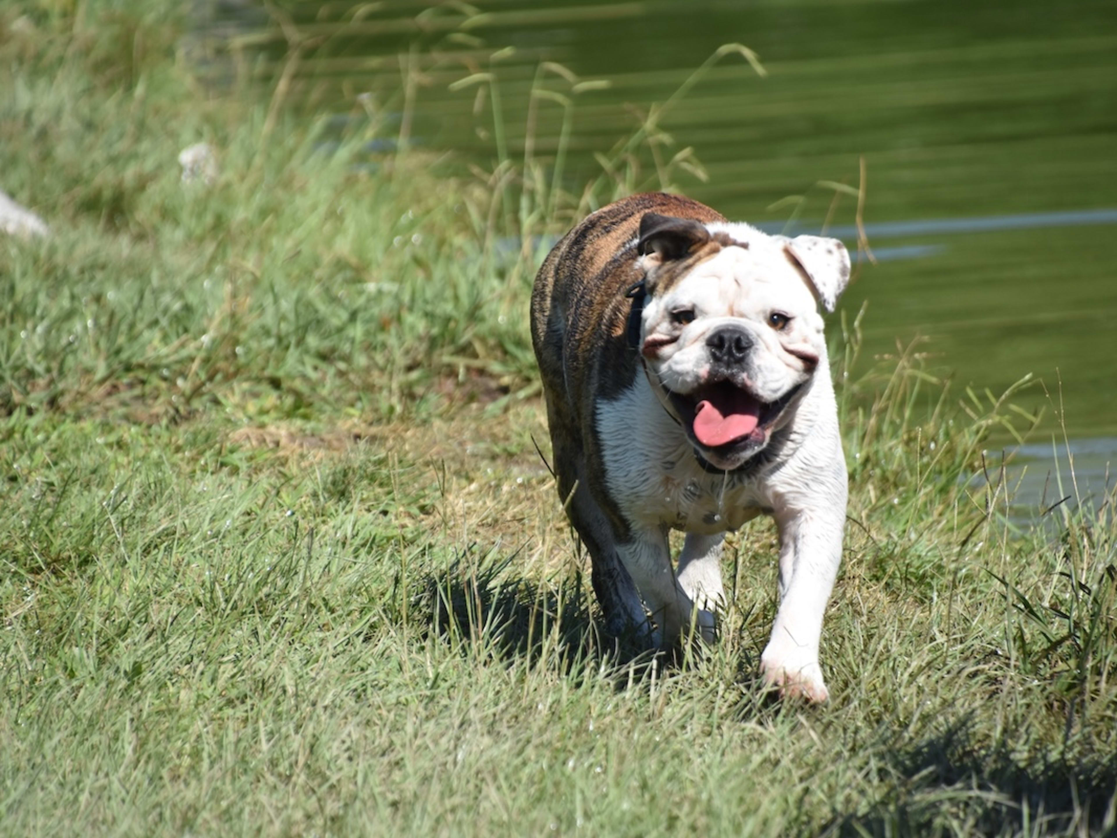 Brazen Bulldog Demonstrates Counter Surfing Skills & Accidentally