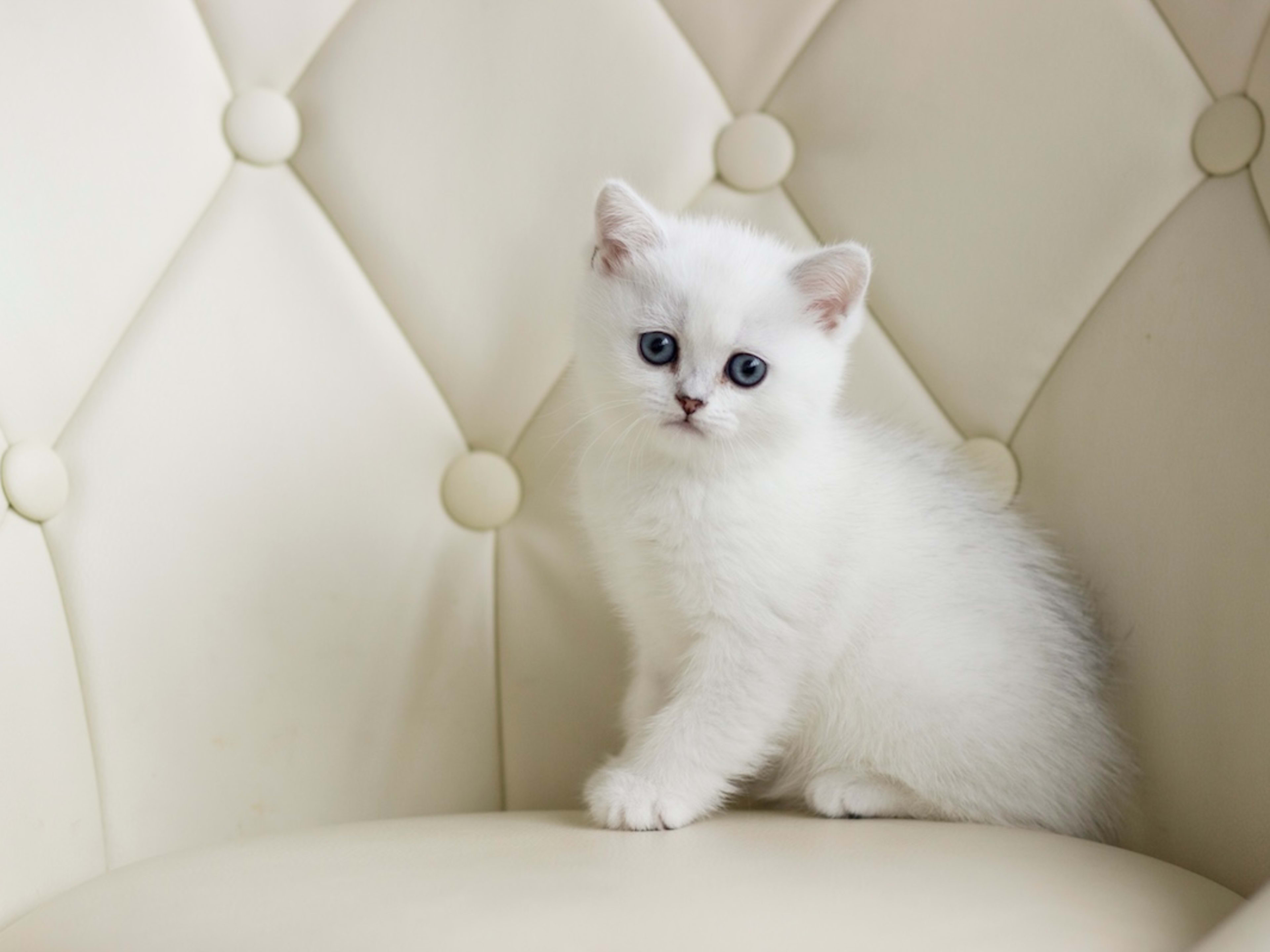Tiny White Kitten Who Looks Just Like 