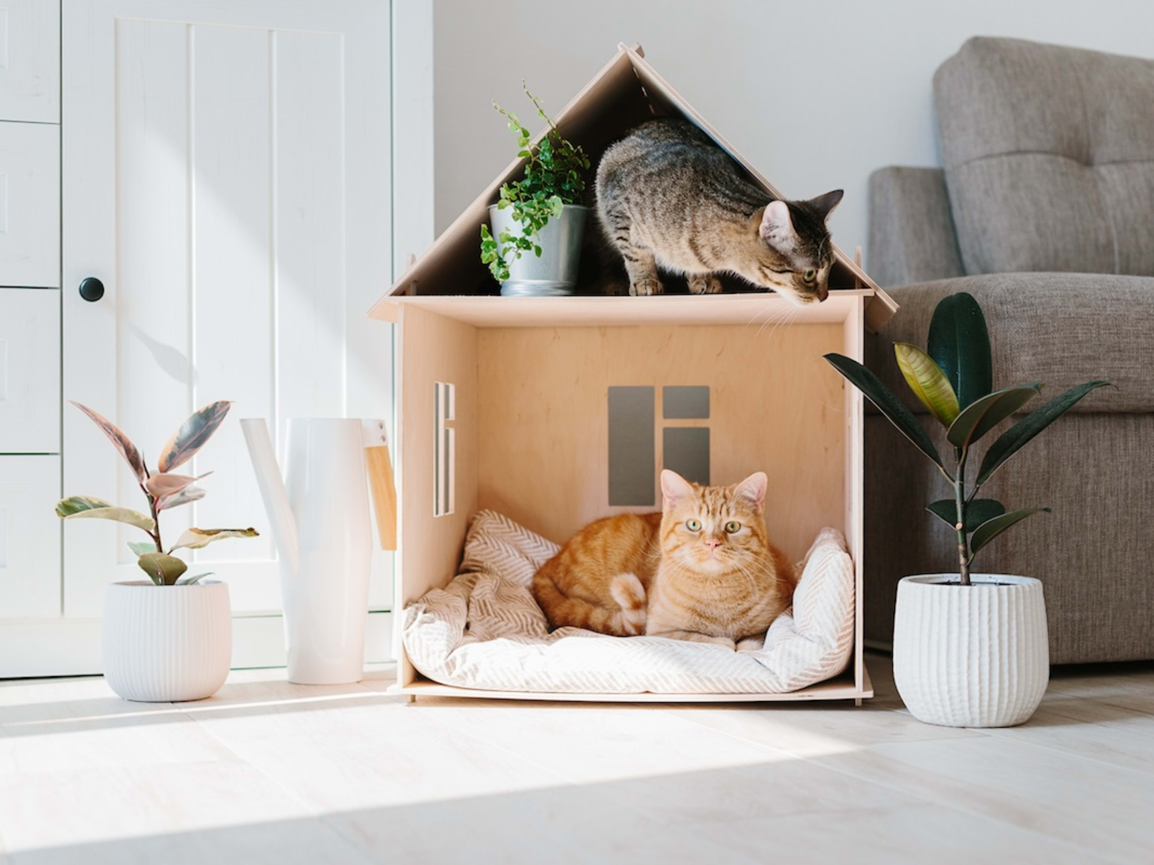 miniature bed for cat