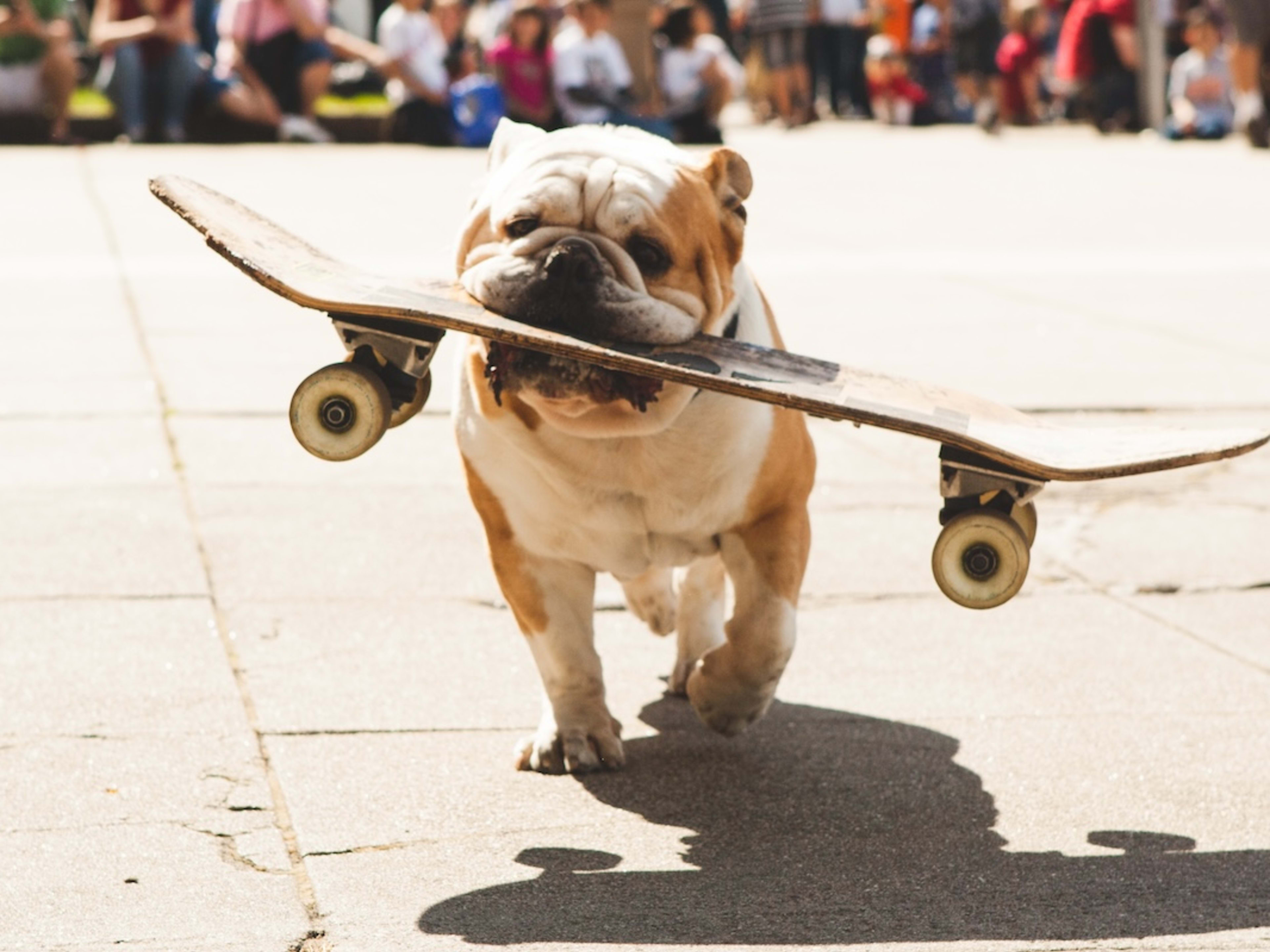 Bulldog Skateboarding In a Disney 'Stitch' Costume Is Truly Such a Vibe