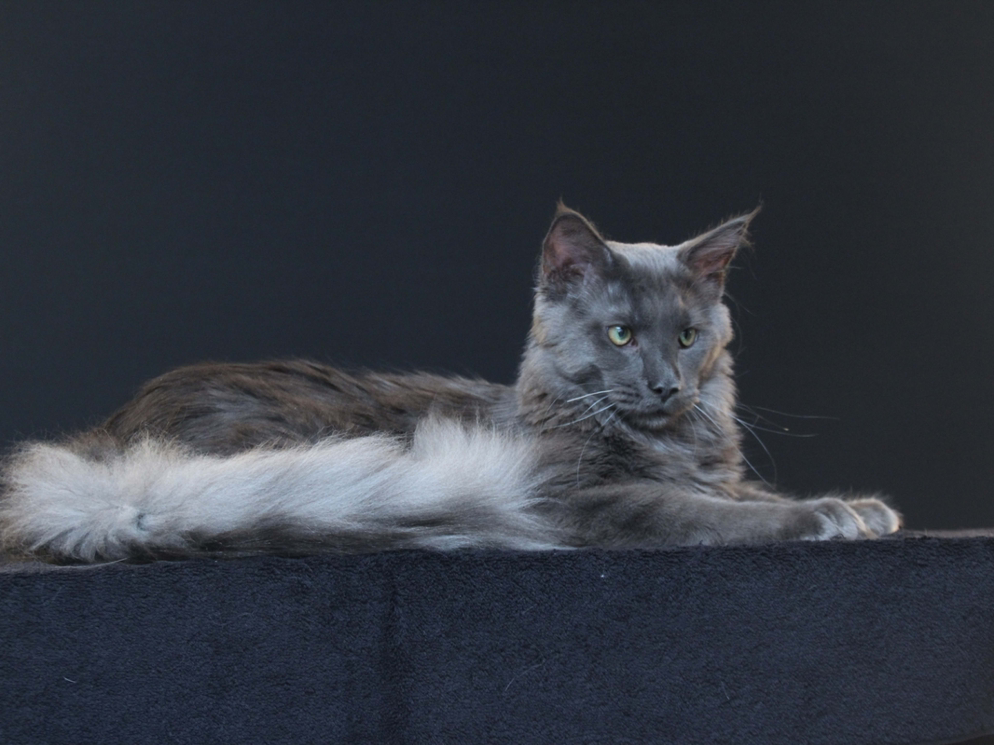 その他 Psychedelic Maine Coon Cat DAC Psychedelic Maine Coon Cat – Diamond Art Club