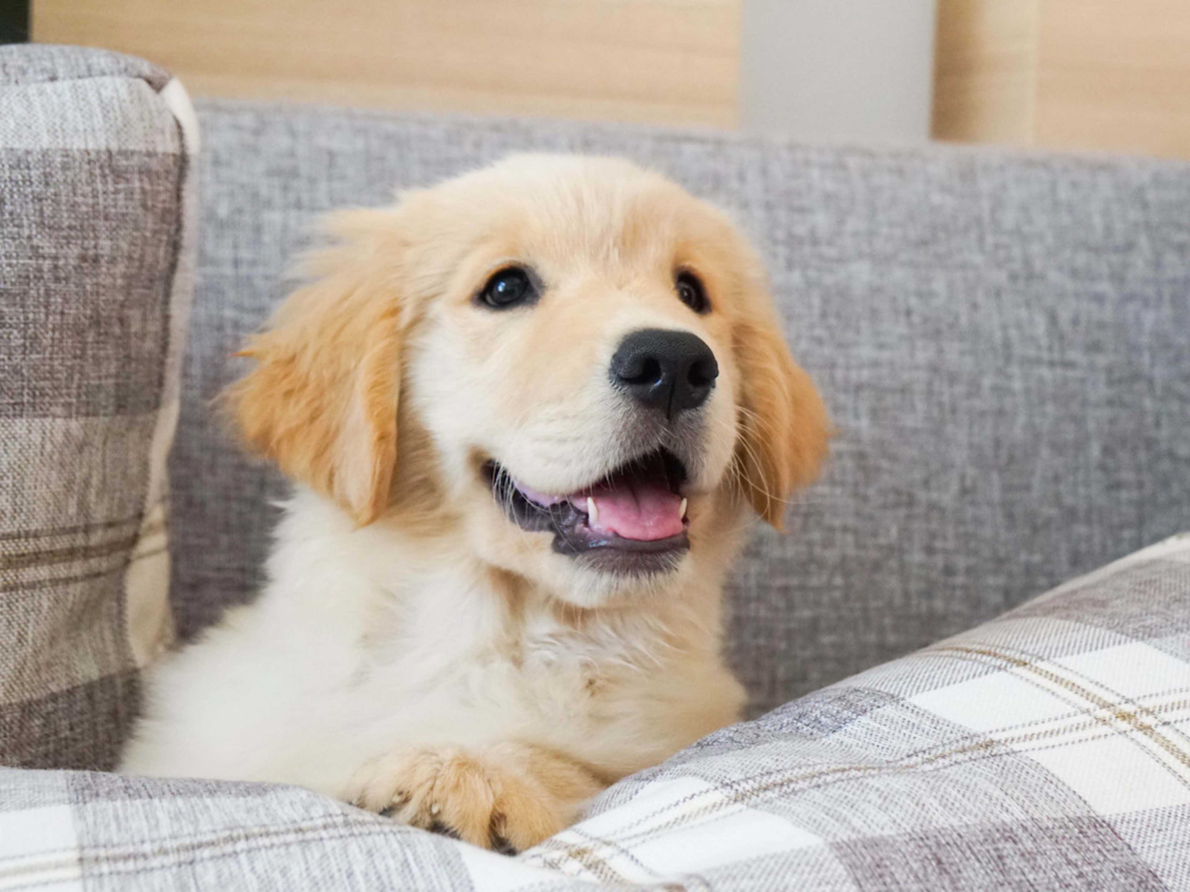 Golden Retriever Puppy Golden Retriever Puppy