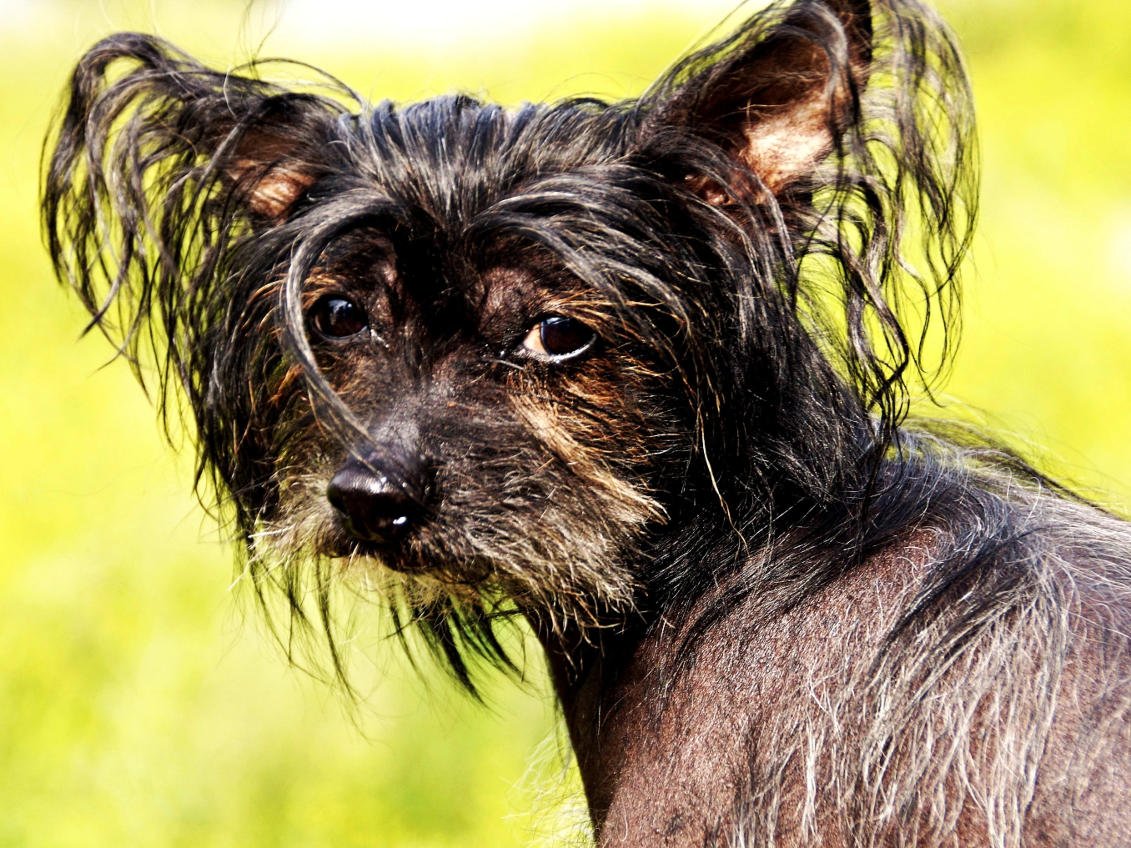 Chinese Terrier Dog Chinese Crested Dog Hairless Male Bronze Stock