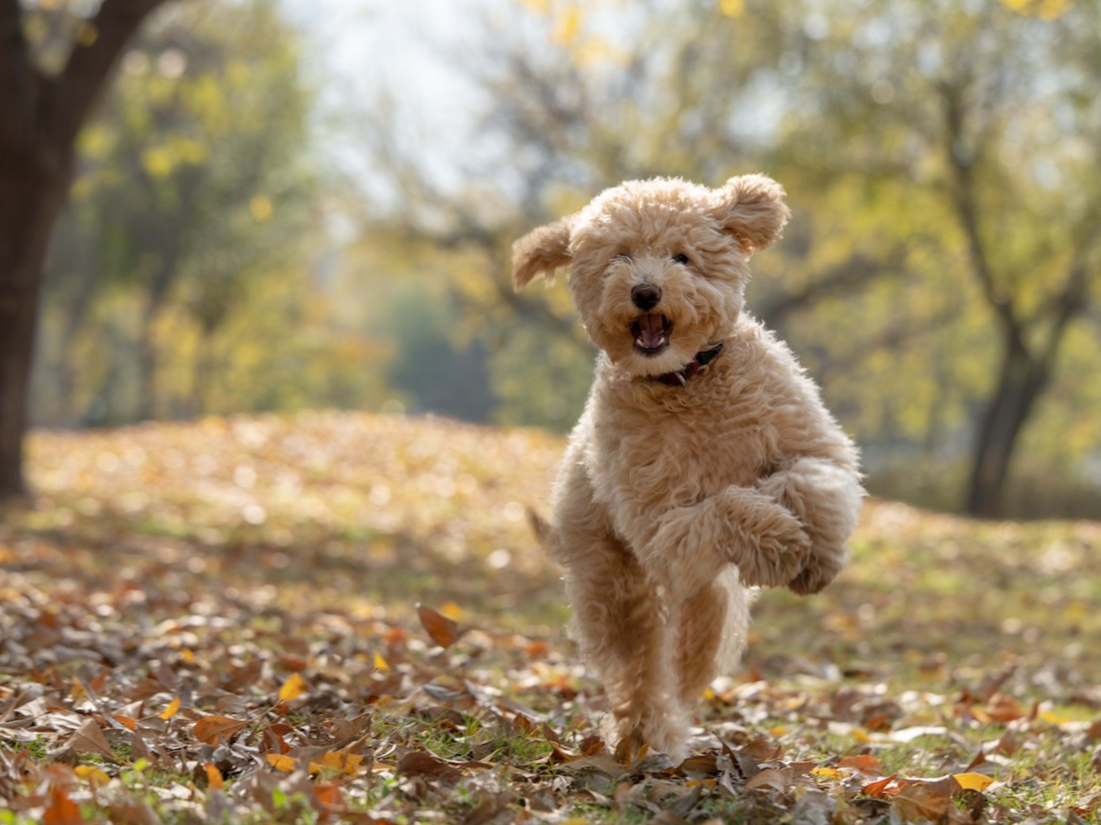 Goldendoodle Puppy Overcome with Joyful Energy After Taking Very First Walk  Outside - Parade Pets