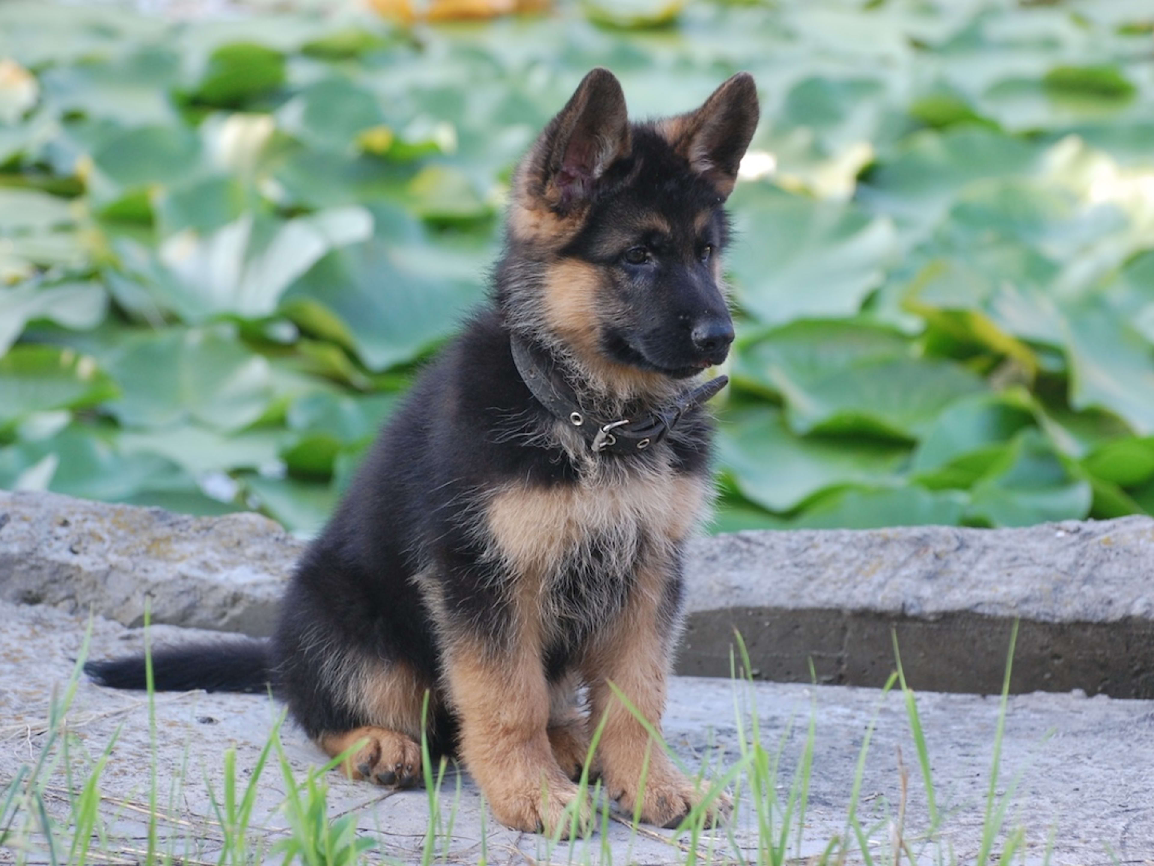 German Shepherd Puppy's Precious Ears Make Him Look Just Like a Fluffy Fox  - Parade Pets