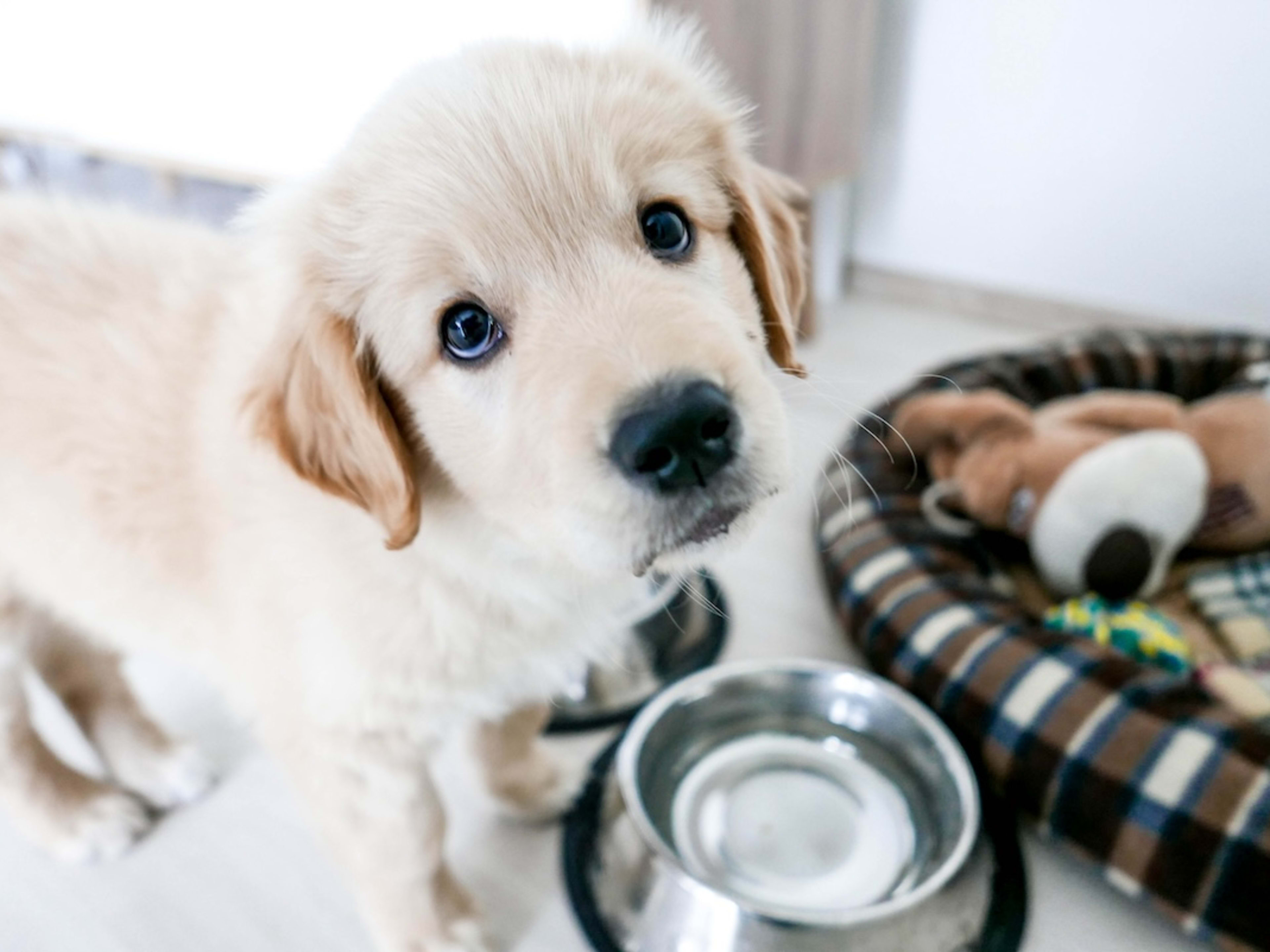 Golden Retriever Bowl Golden Retriever Bowl