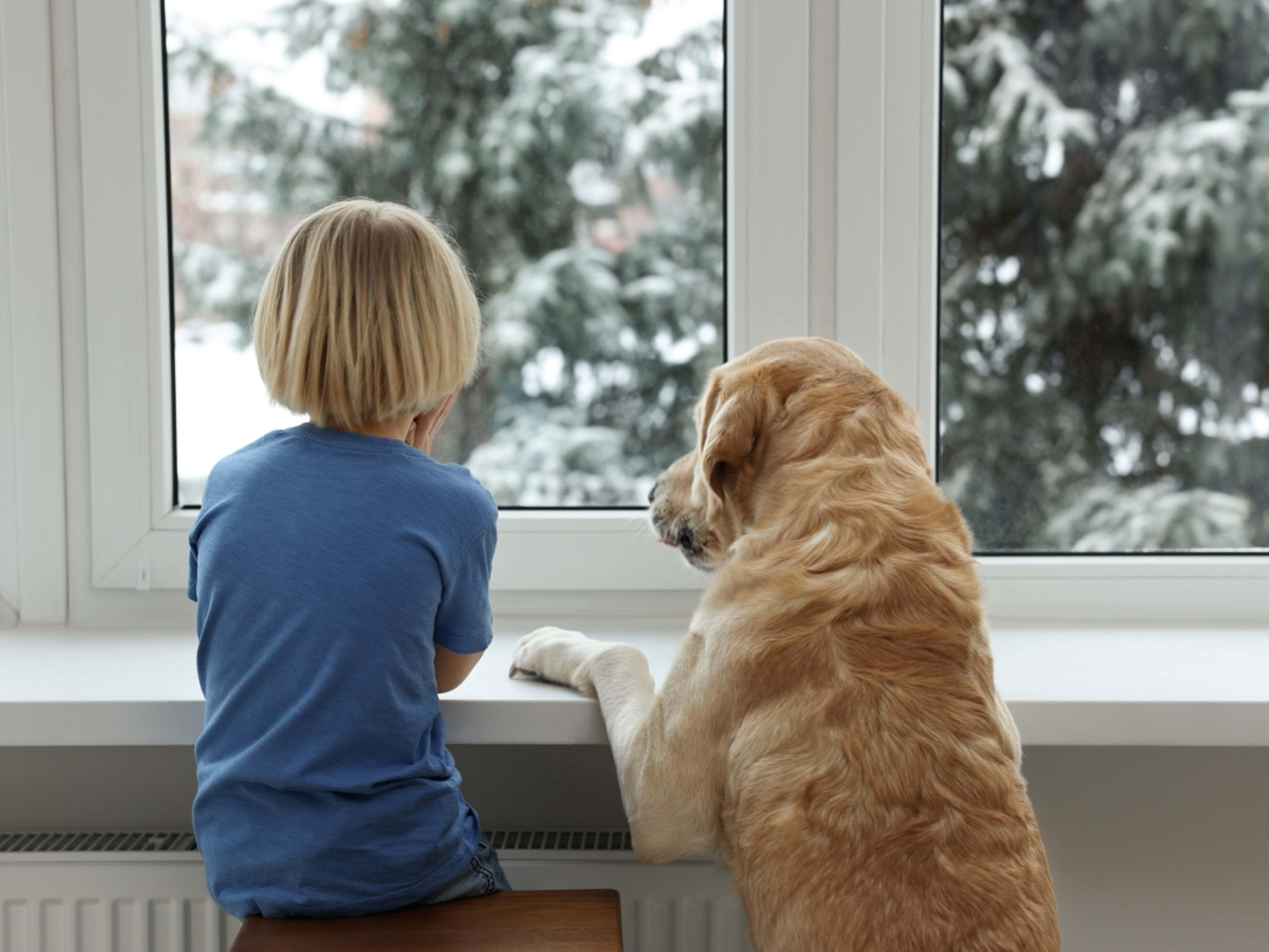 Golden Retriever and Little Boy Anxiously Awaiting Grandma's Visit Are