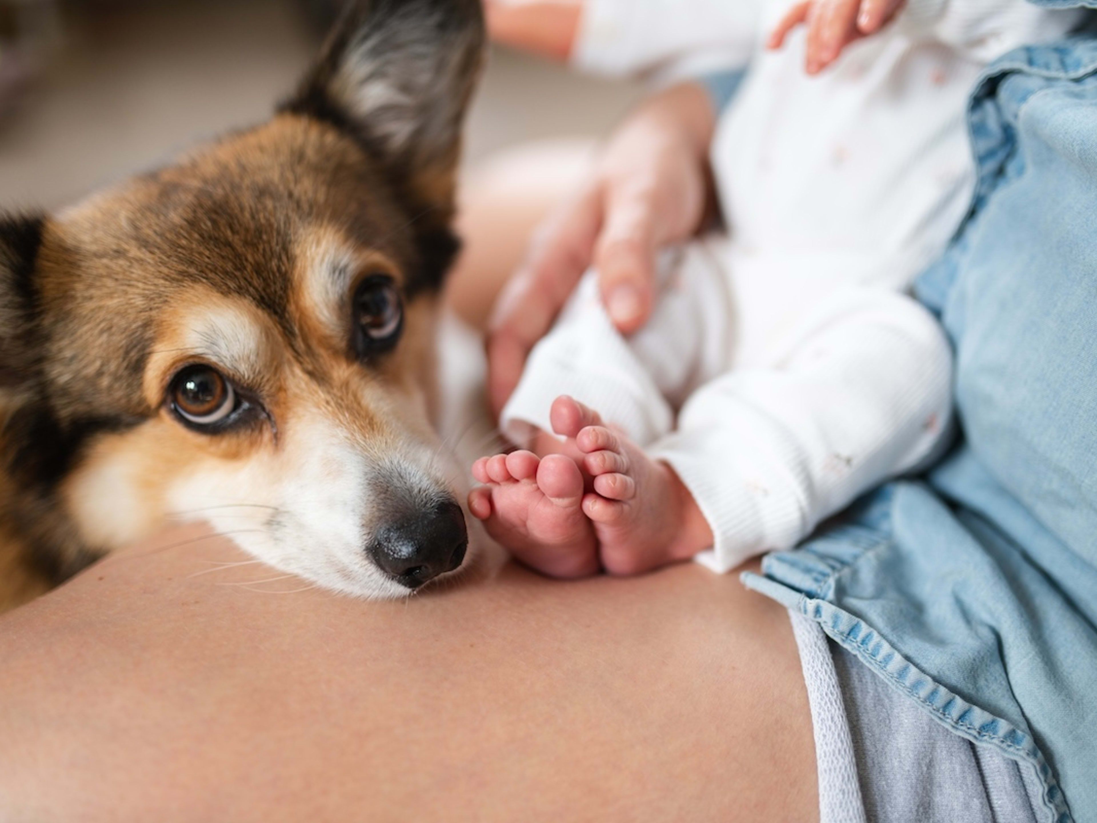 son corgis entrenables