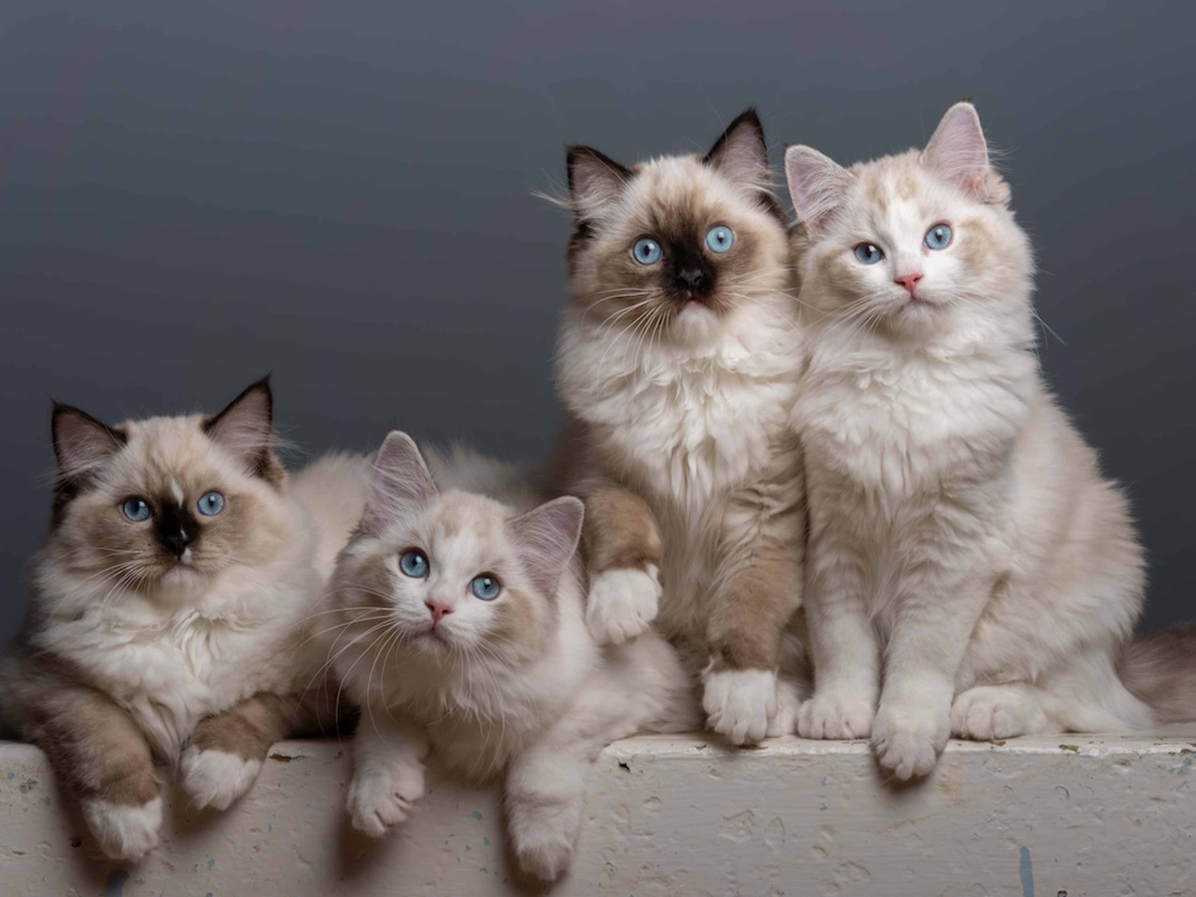 Ragdoll Kittens for Sale Wales: GCCF/TICA Pedigree Litters Available Now!