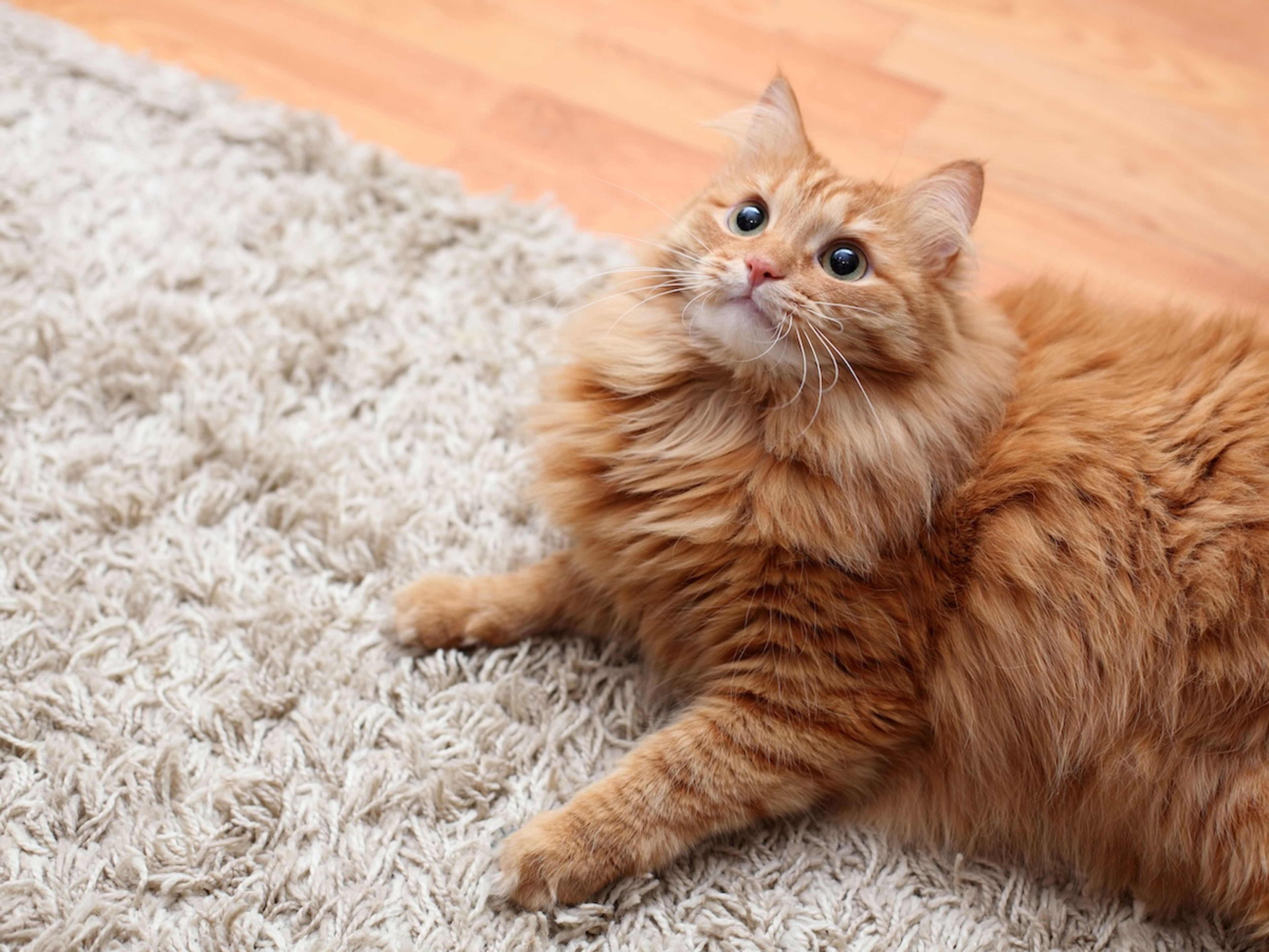 Best baby orange cat 2025