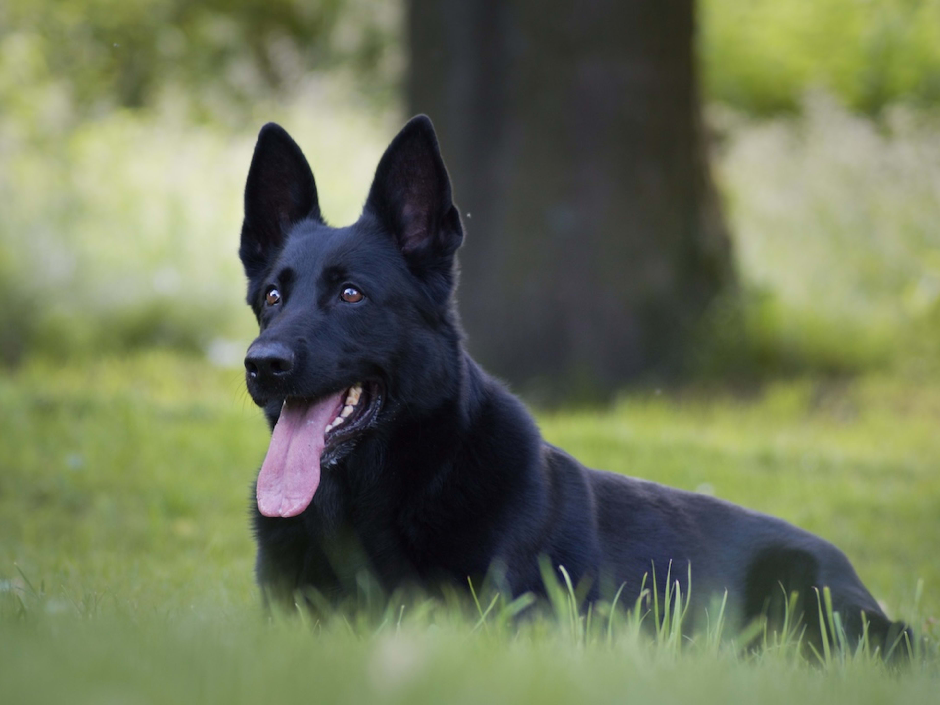 German Shepherd Bravely Protects Family From 'Evil Cucumber' - Parade Pets