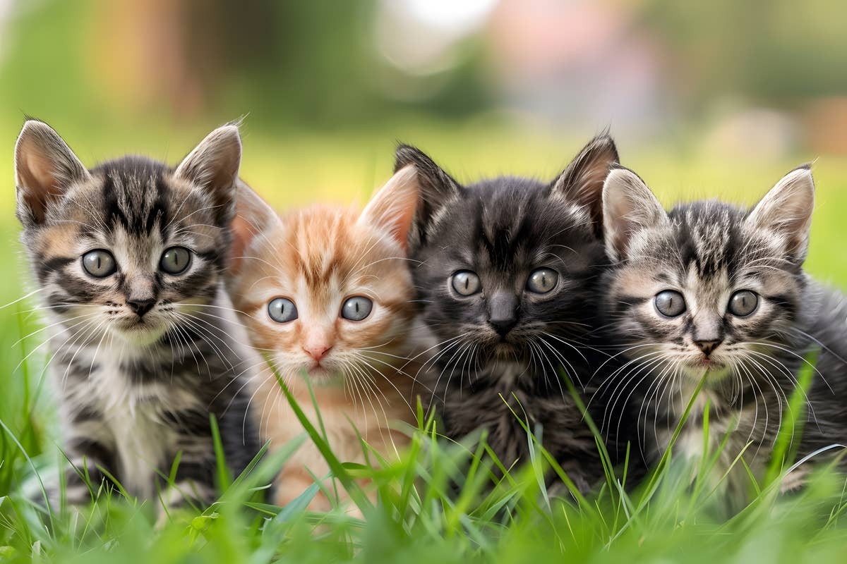 Mom Comes Home to Basket Full of Kittens and It's the Cutest Thing Ever ...