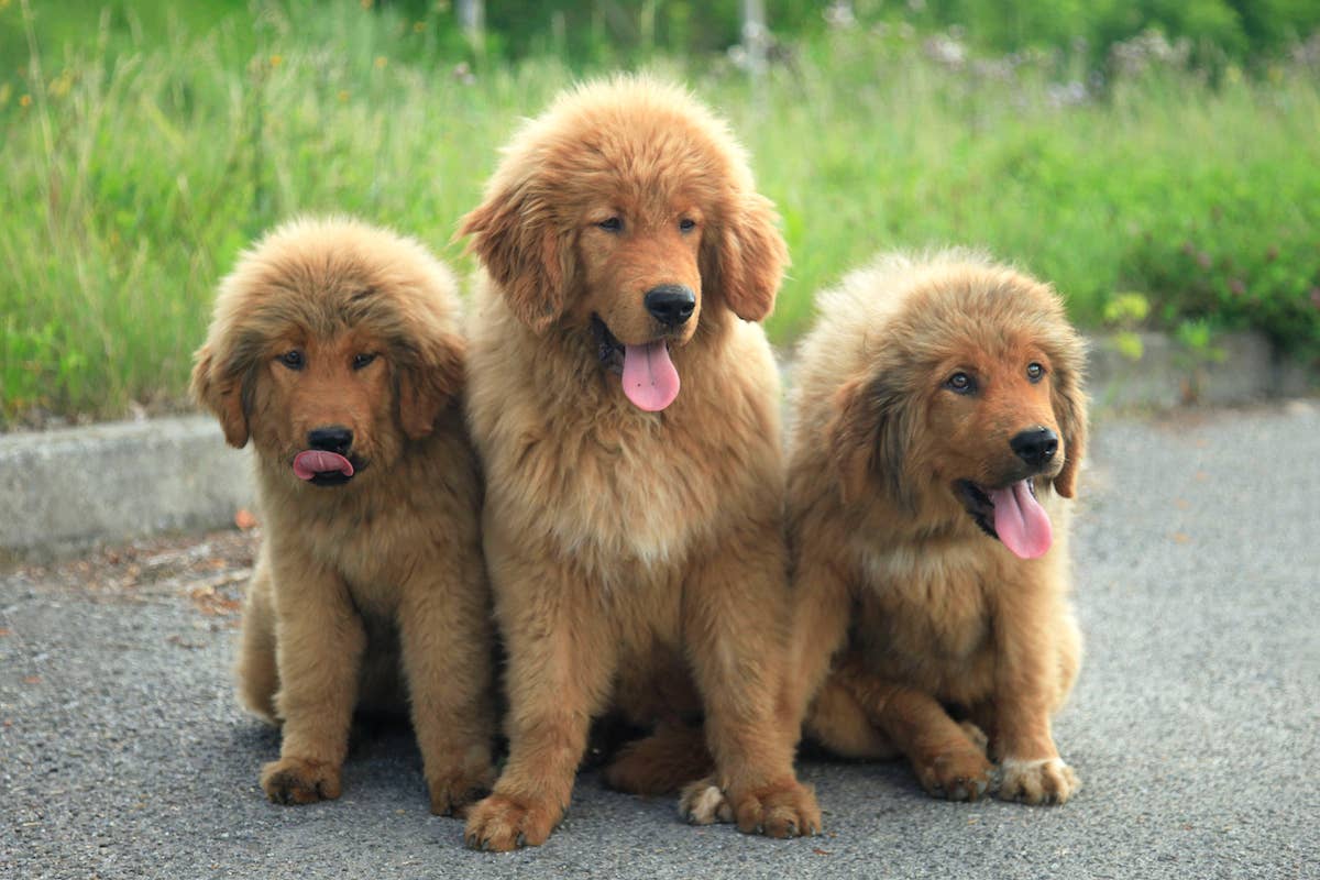 Rare Tibetan Mastiff Puppies Make Up World's Most Adorably Expensive ...