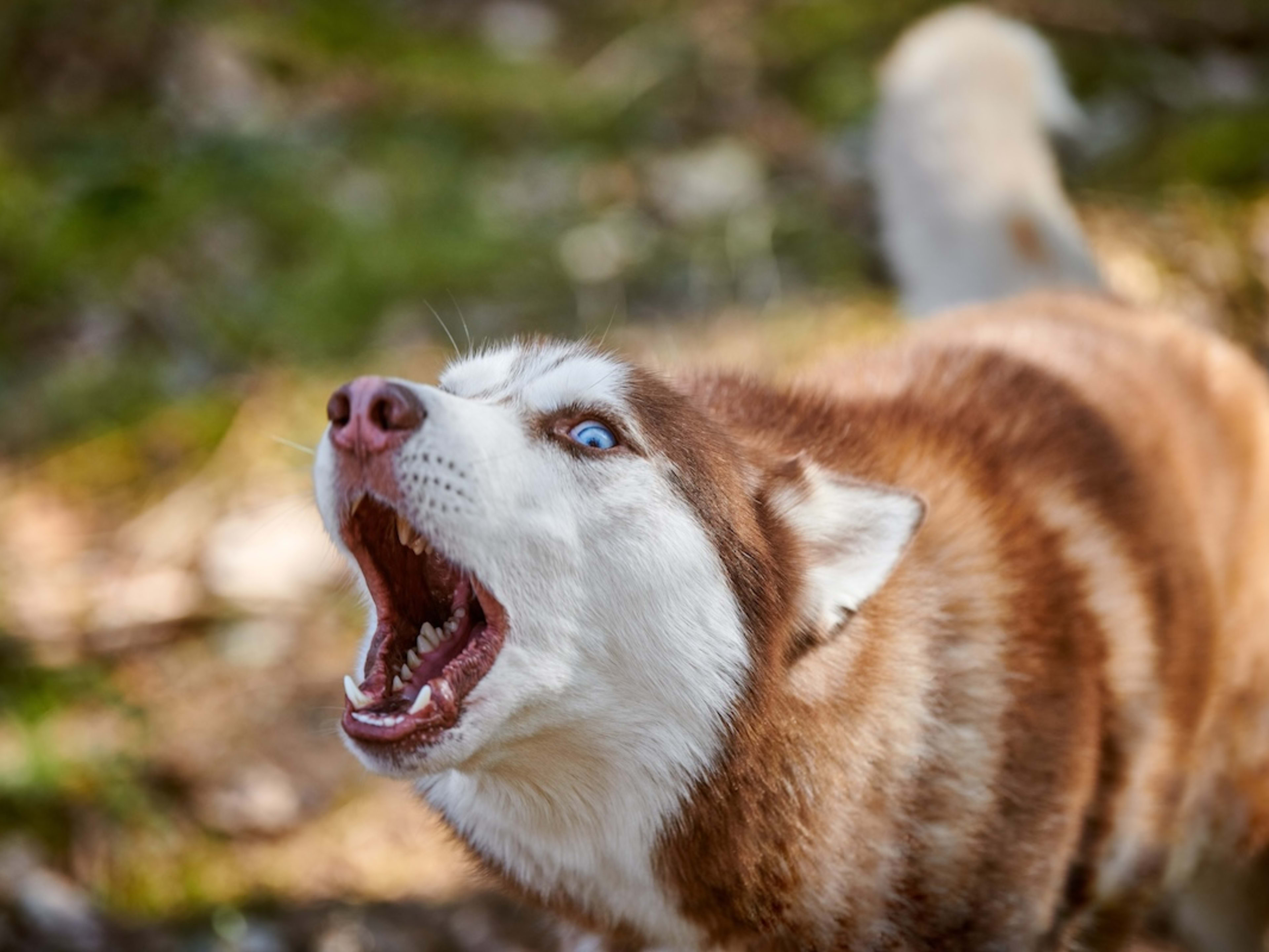 Buy husky matted fur Hot Sale