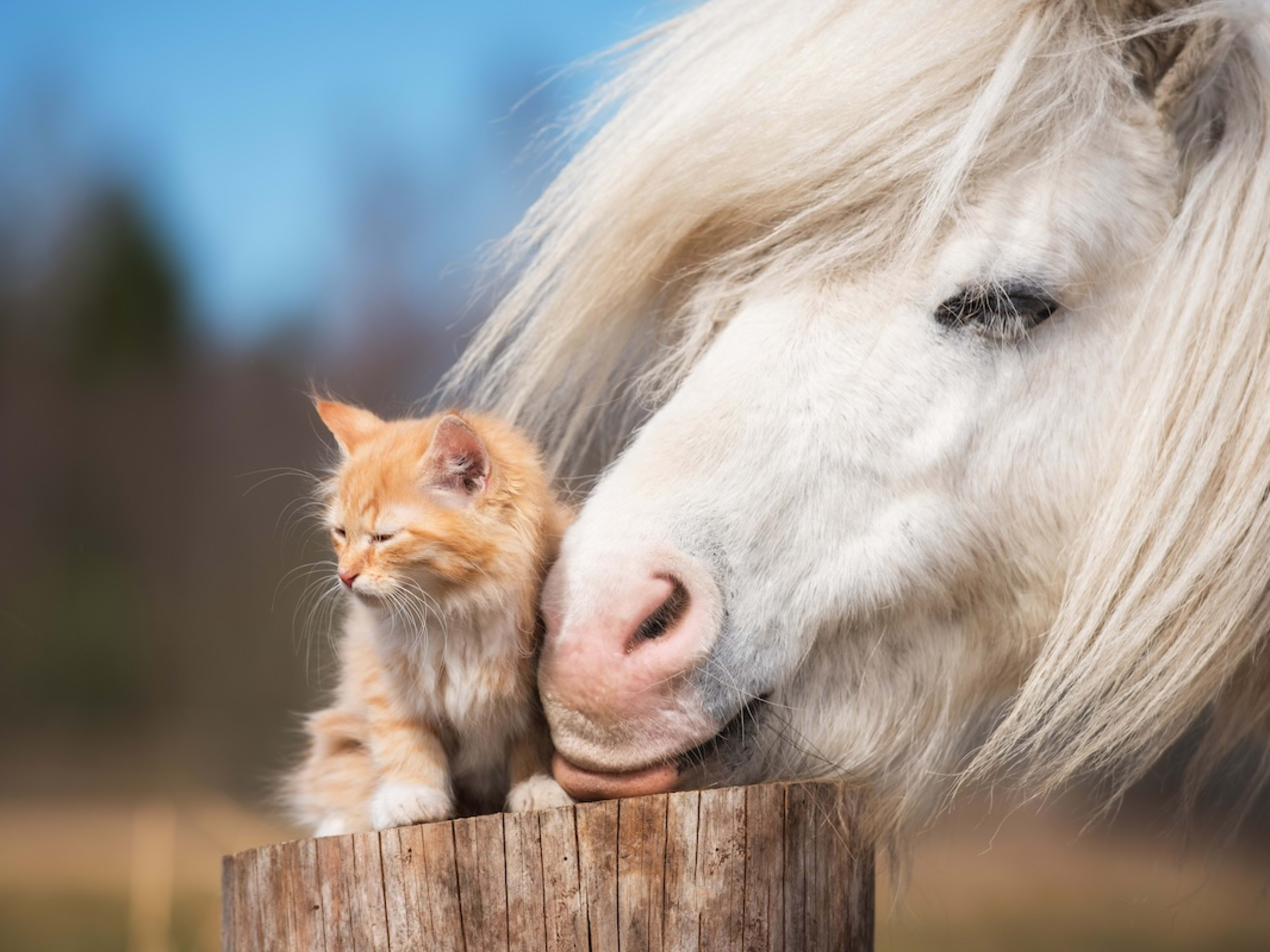 Kitten and white horse together against fence post.