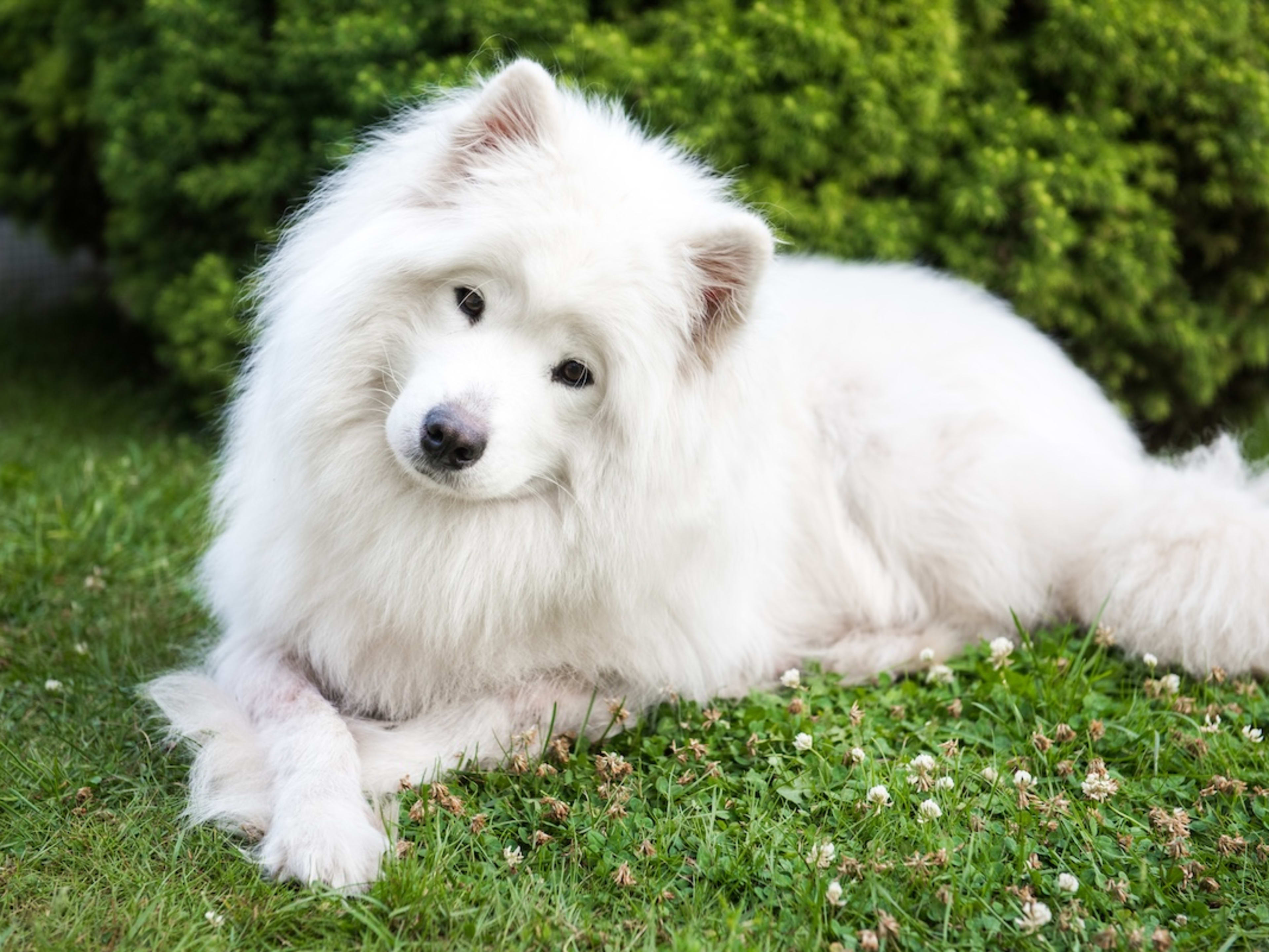 Buy big samoyed Outlet