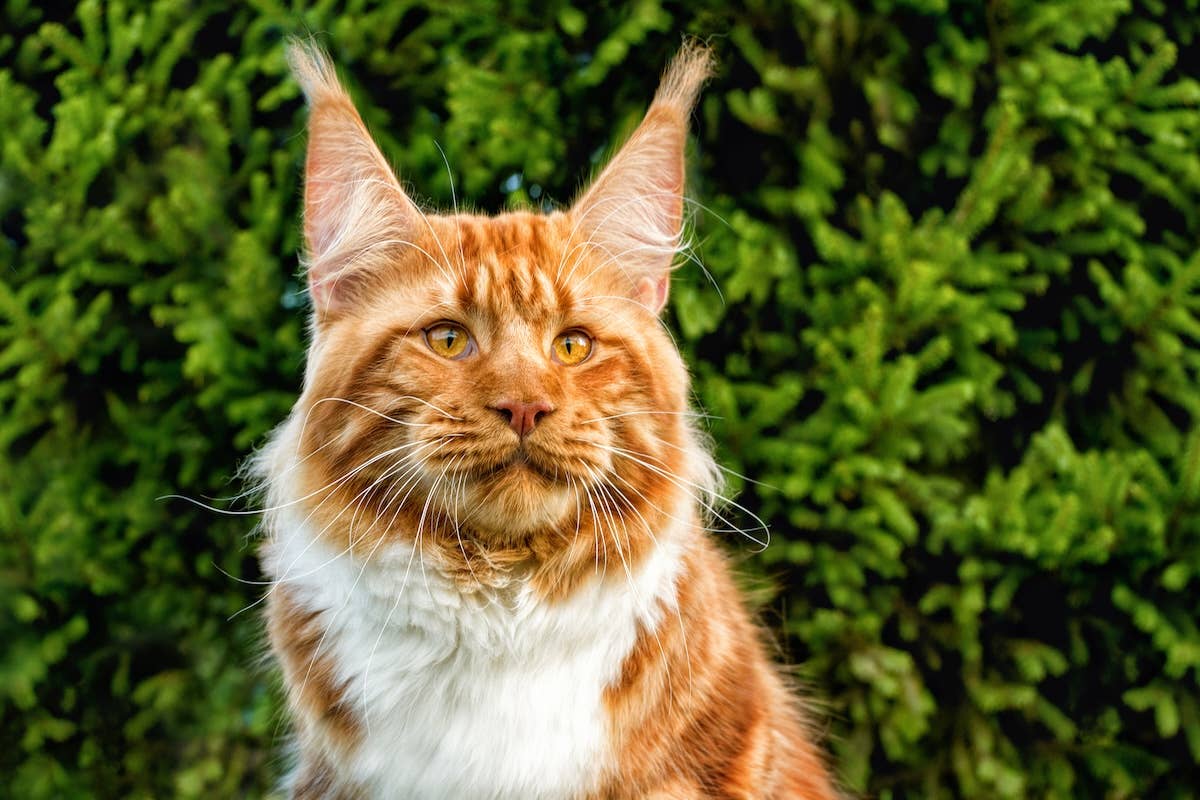 Huge Orange Maine Coon Cat 'Shipped in From Siberia' Has Us Awe-Struck ...