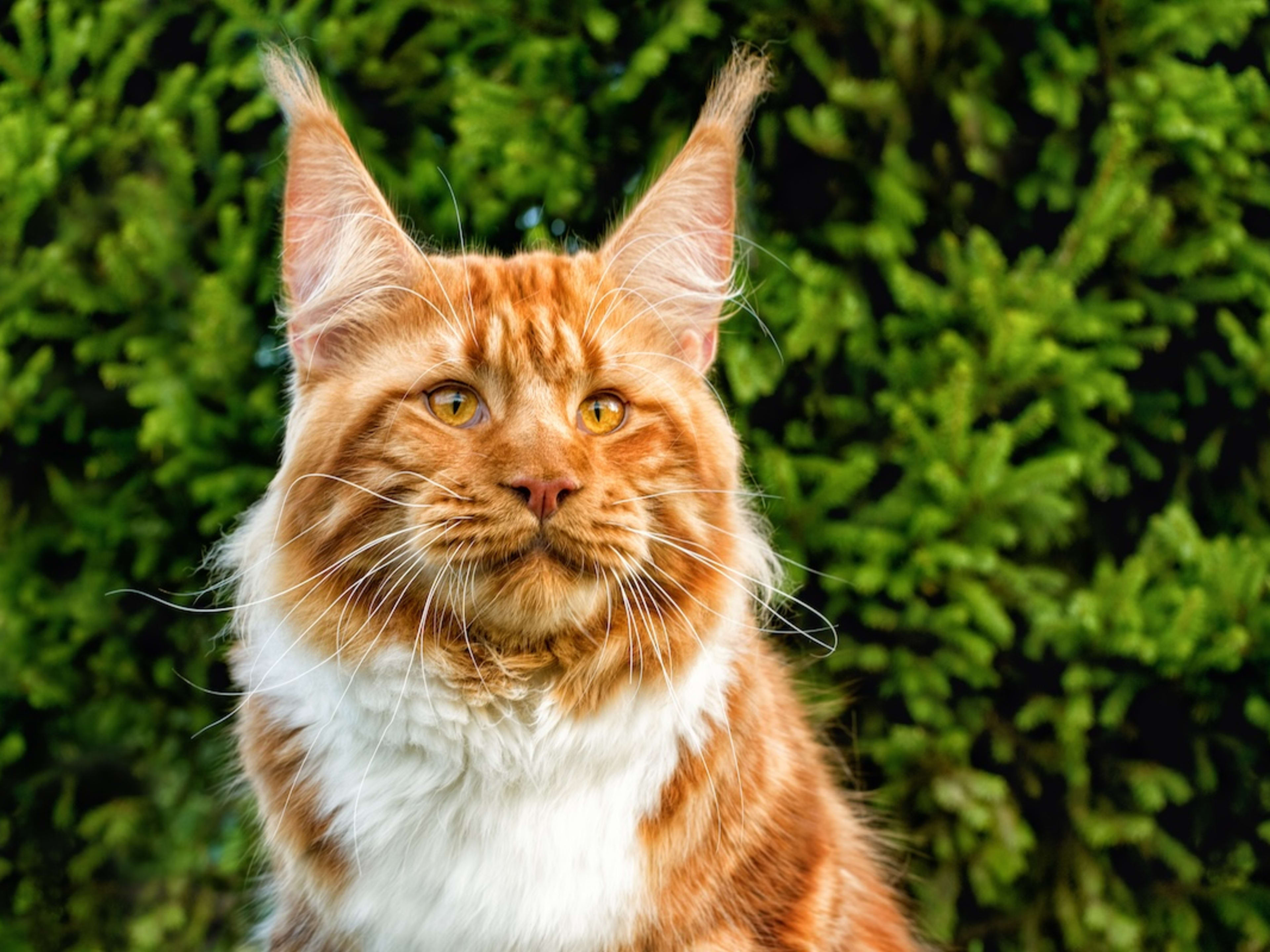 Clearance orange coon cat Hotsell Black Friday