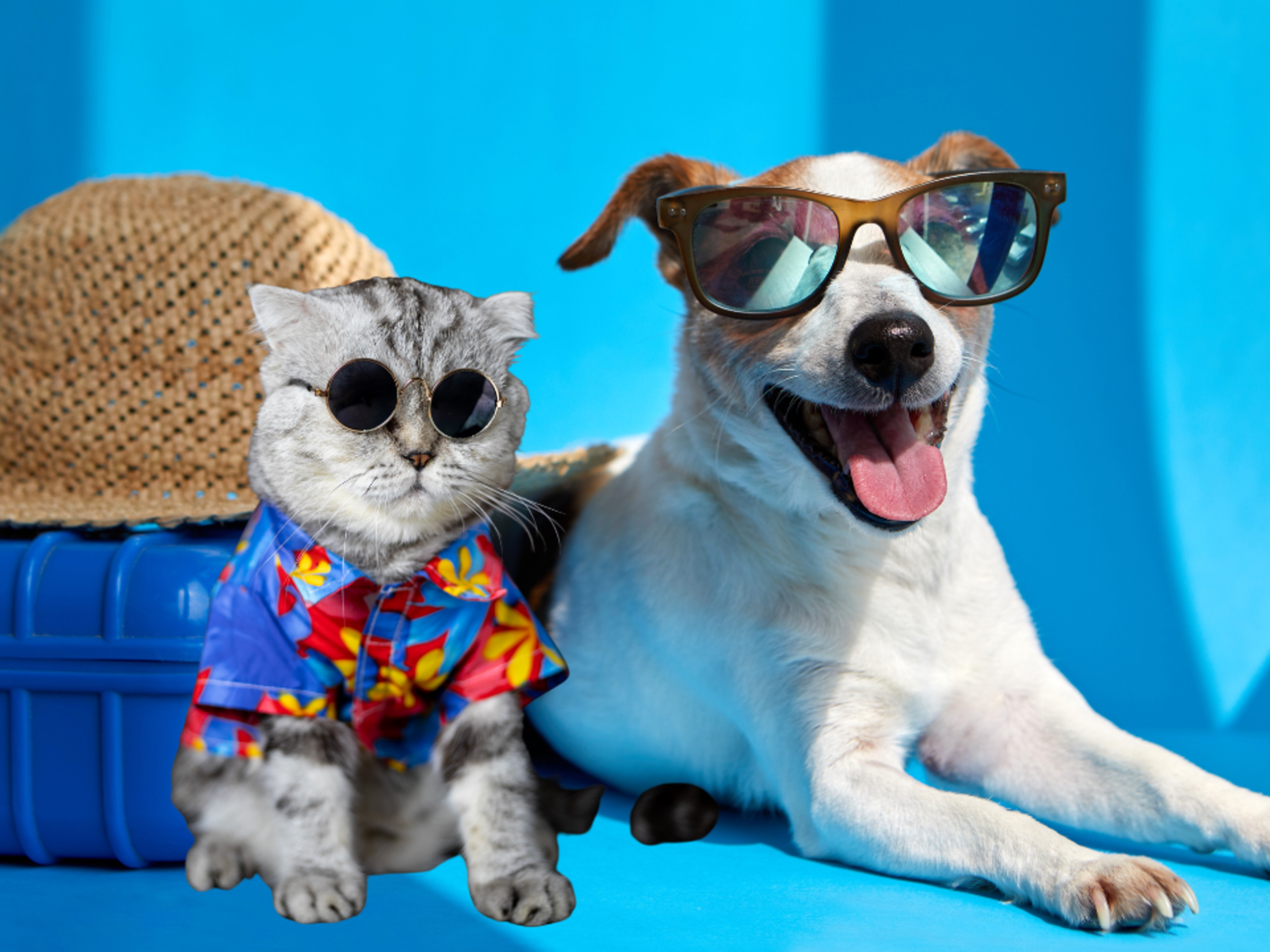Dog Travel Mistakes: 8 Common Errors Dog Owners Should Avoid - gmedia
