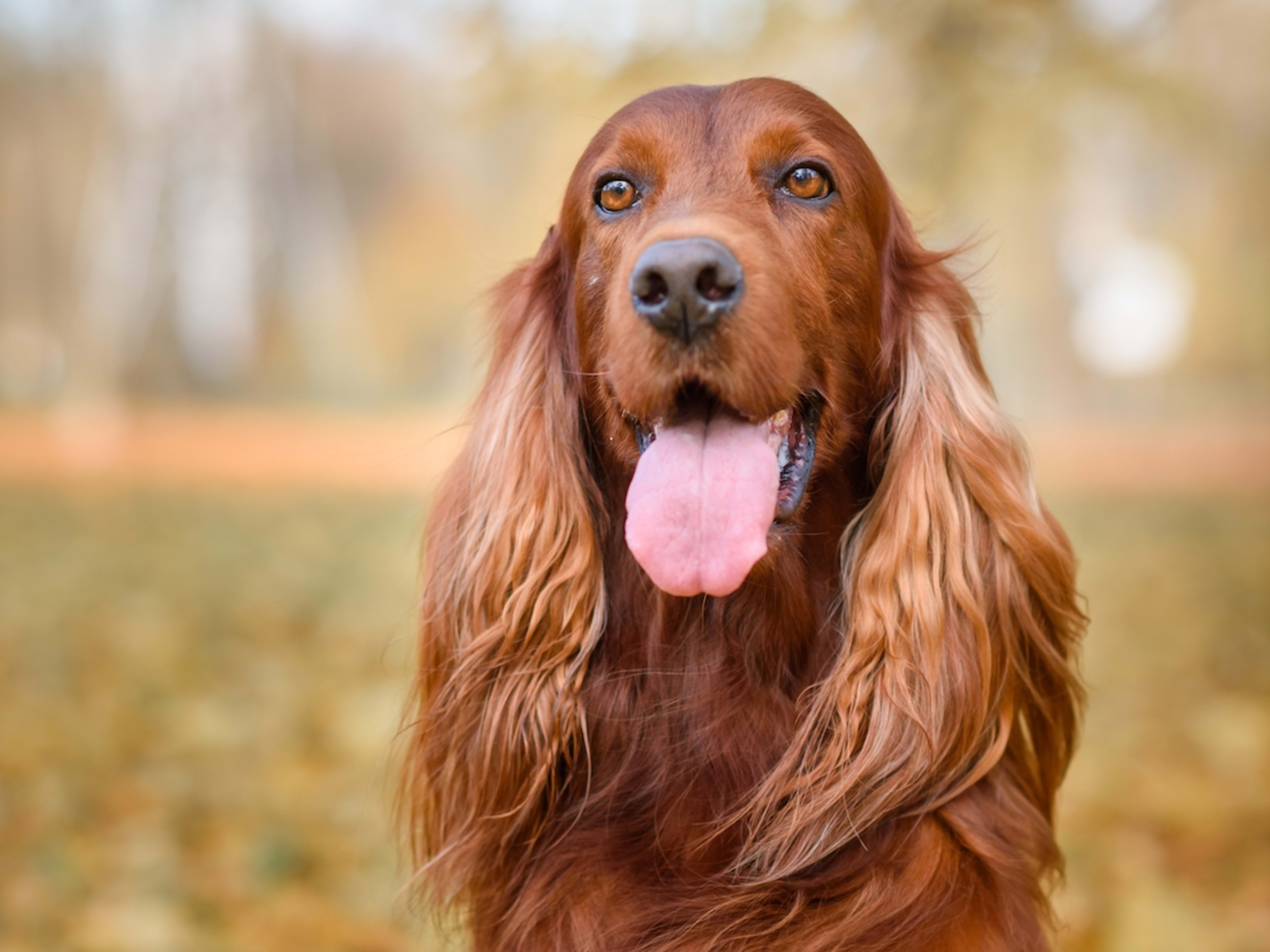 Irish Setter