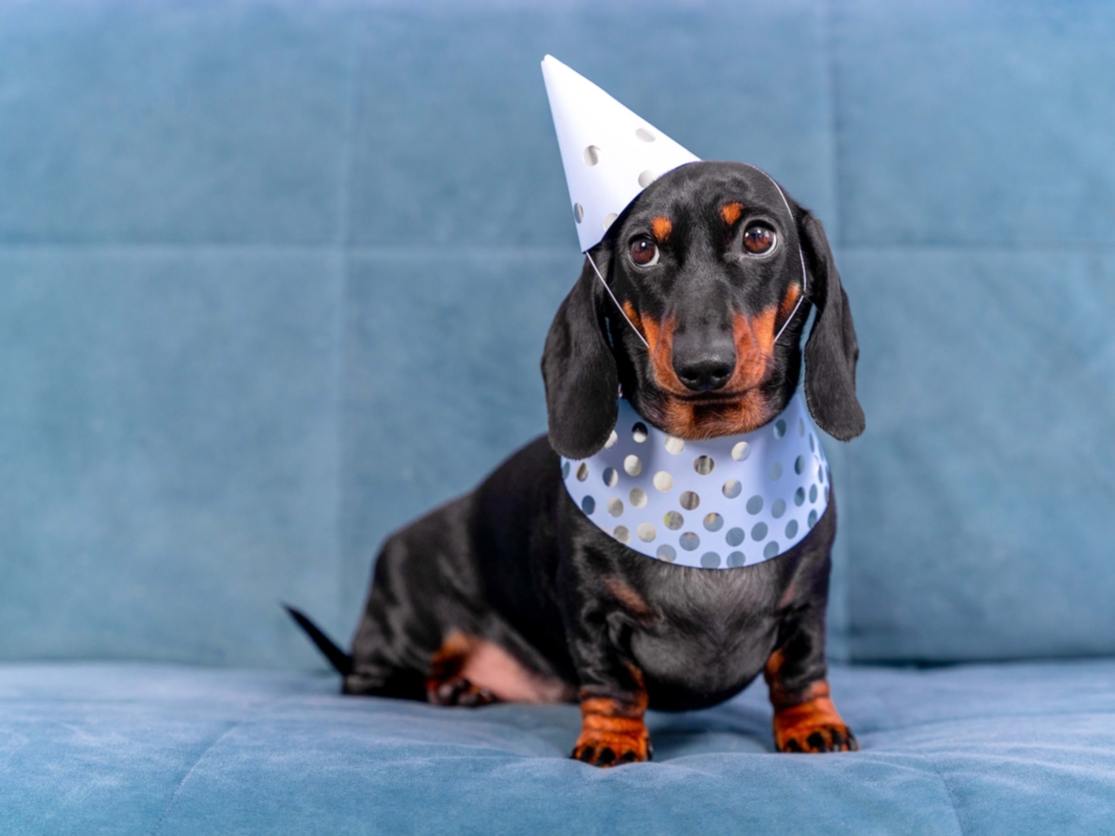 Dachshund with party hat